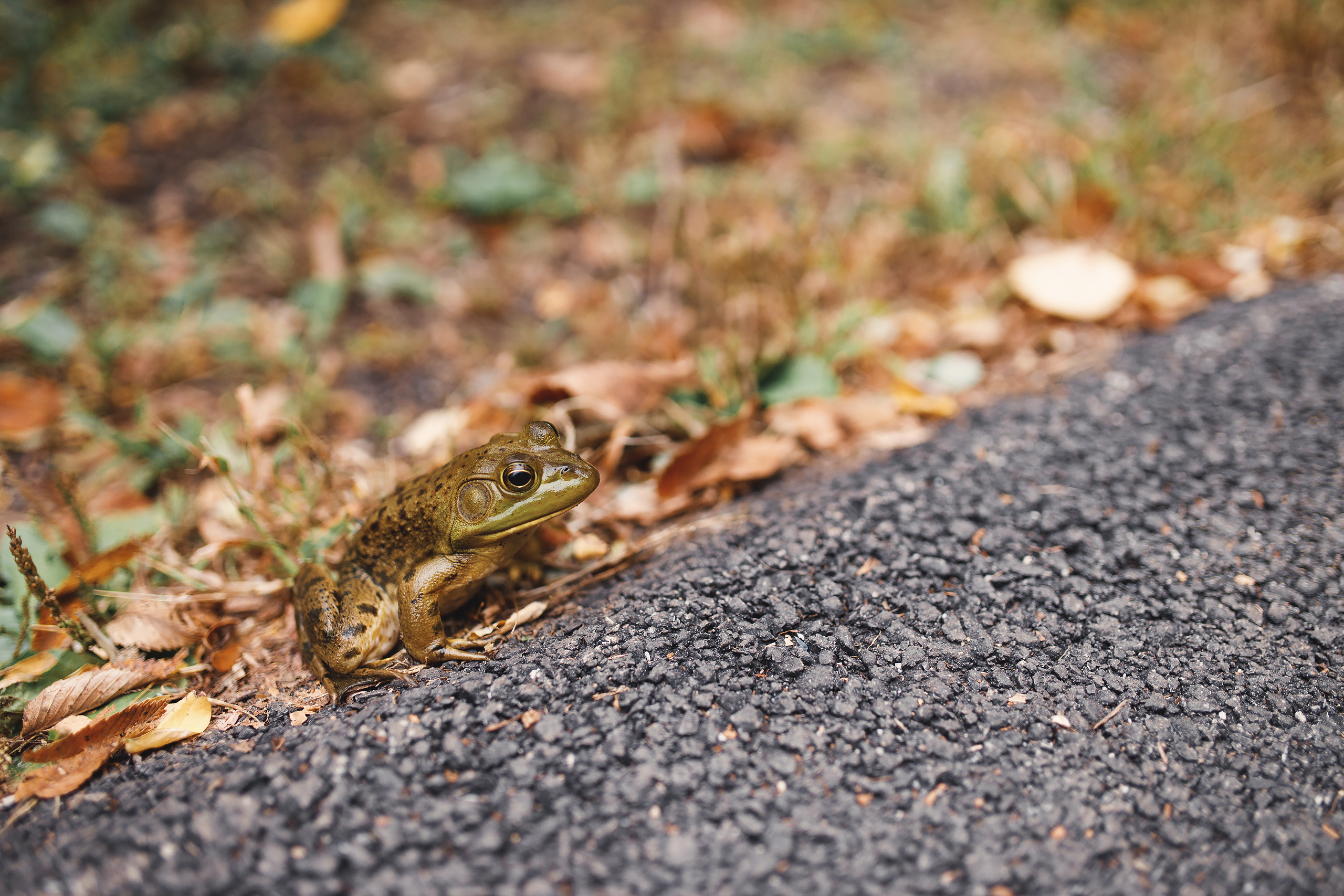 09.26.2020 Family photoshoot. Wedding family event photographer in Chicago Nick Yushevich