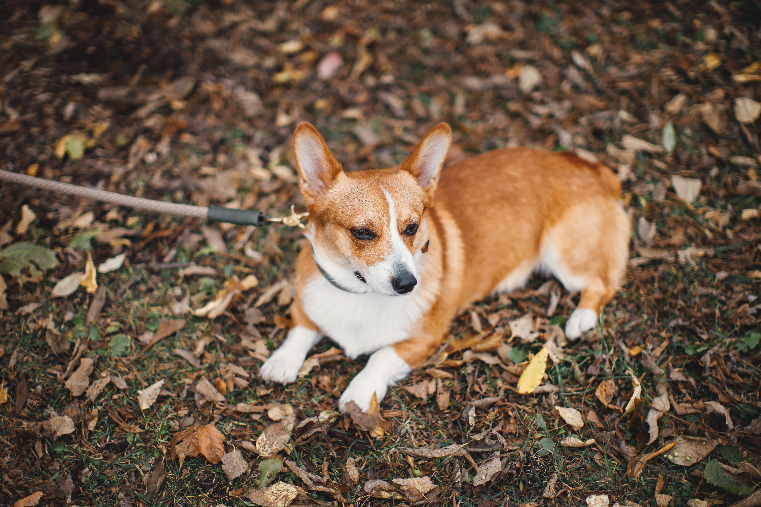 10.25.2020 Photoshoot. Wedding family event photographer in Chicago Nick Yushevich