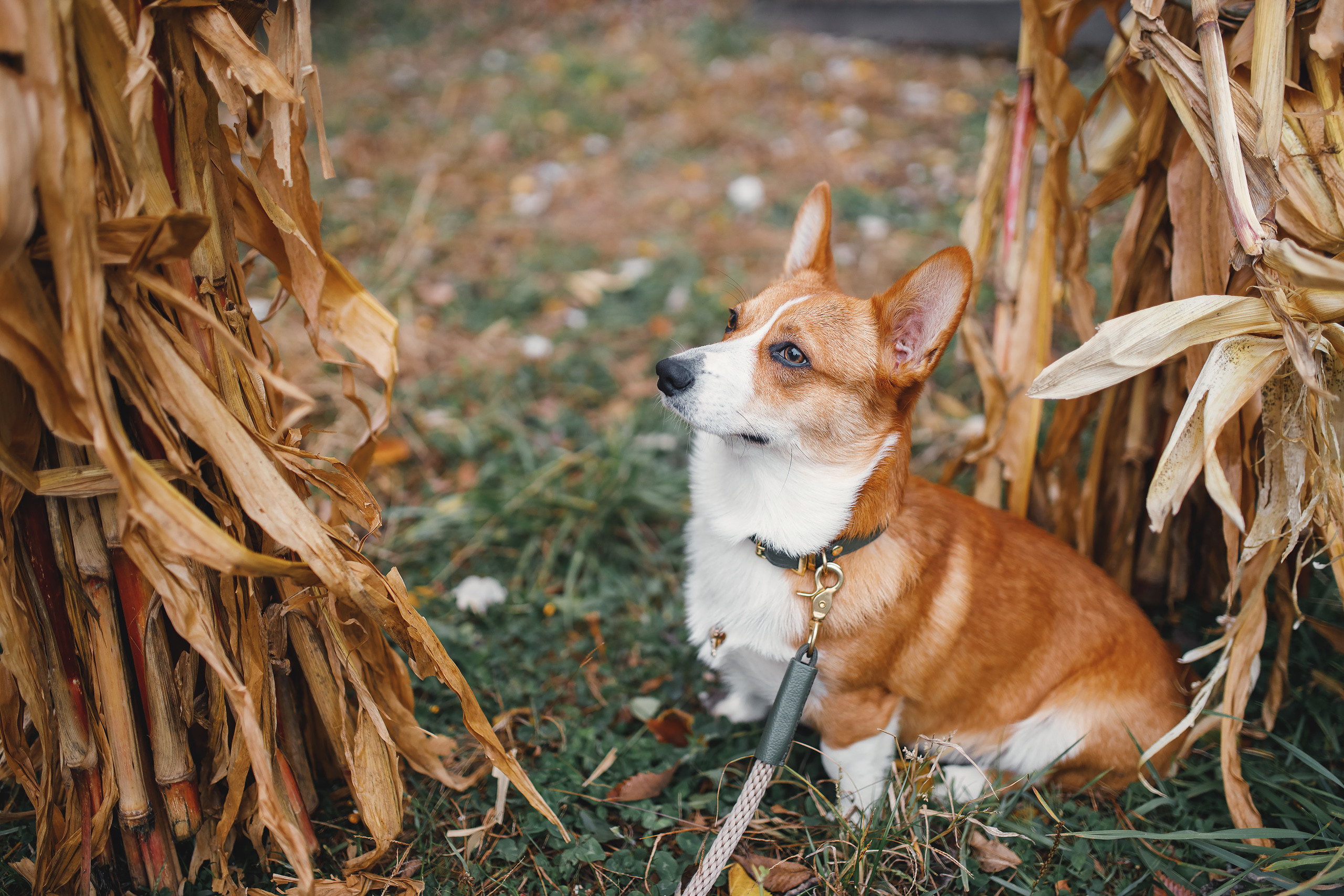 10.25.2020 Photoshoot. Wedding family event photographer in Chicago Nick Yushevich