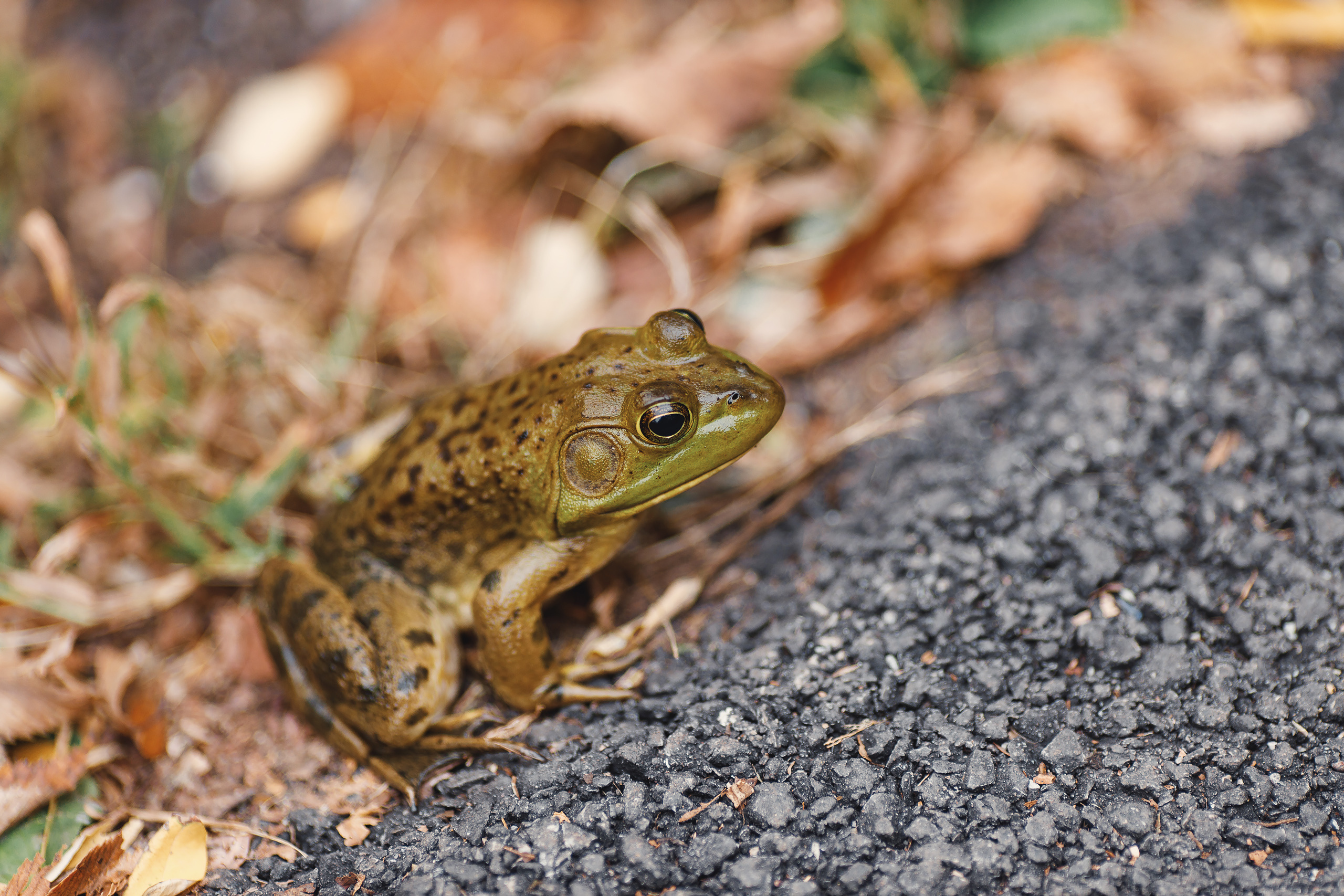 09.26.2020 Family photoshoot. Wedding family event photographer in Chicago Nick Yushevich