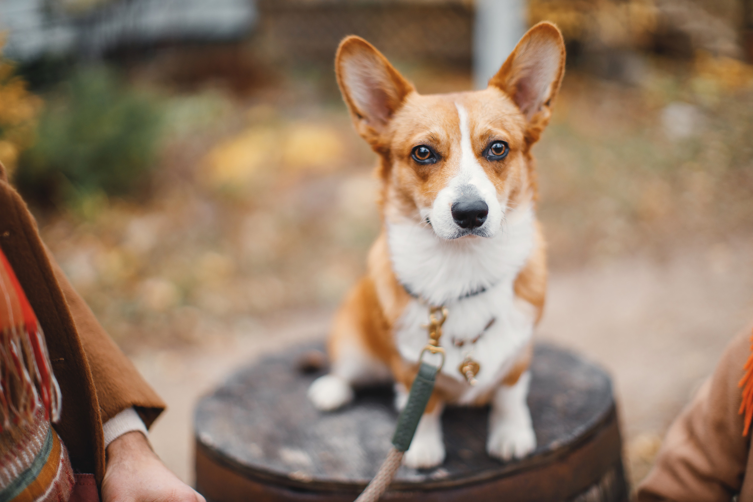 10.25.2020 Photoshoot. Wedding family event photographer in Chicago Nick Yushevich