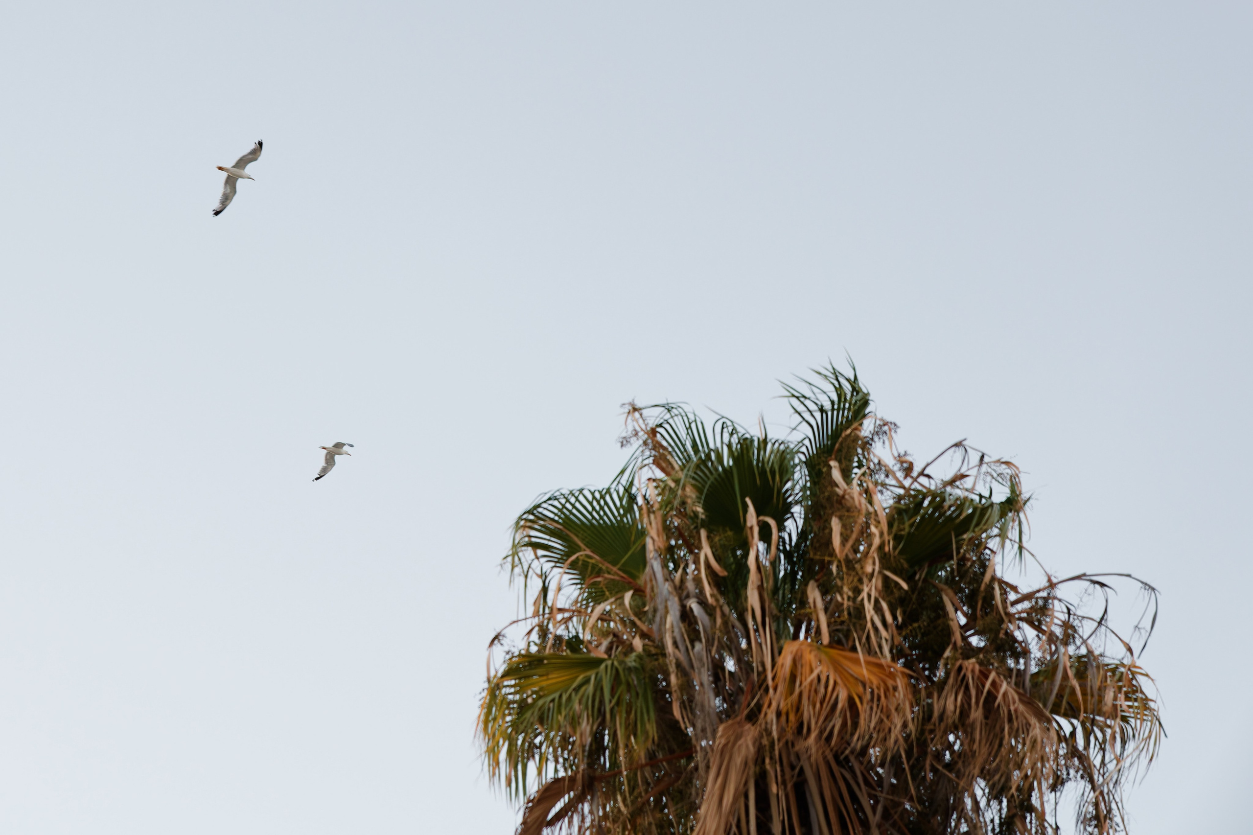 Beach Wedding in Marbella PREVIEW. Destination Wedding Photographer — Nikita Burtsev