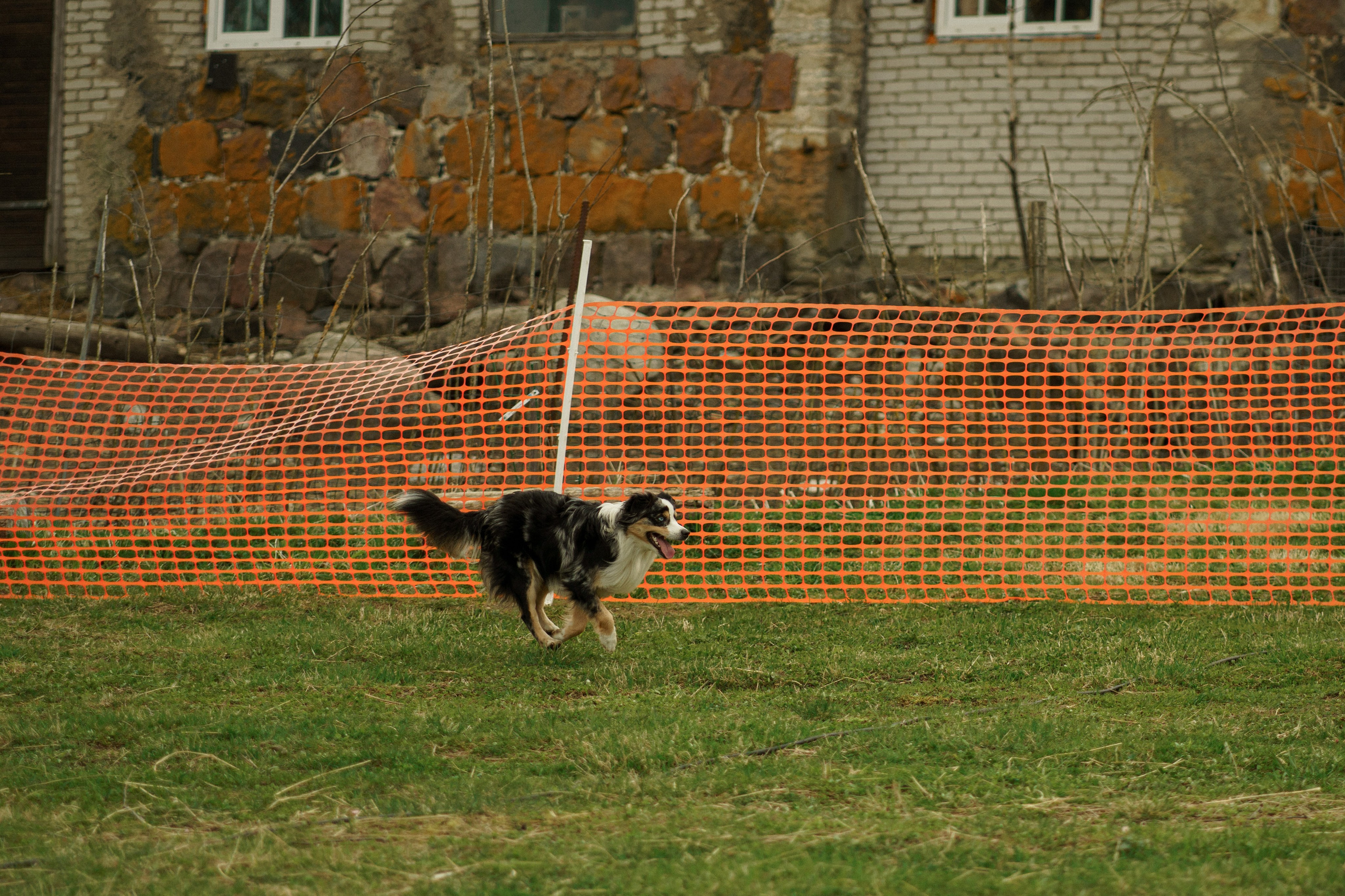 Herding Days, 26 apr. 2025. Kat Laisaar — Pet photographer in Tallinn