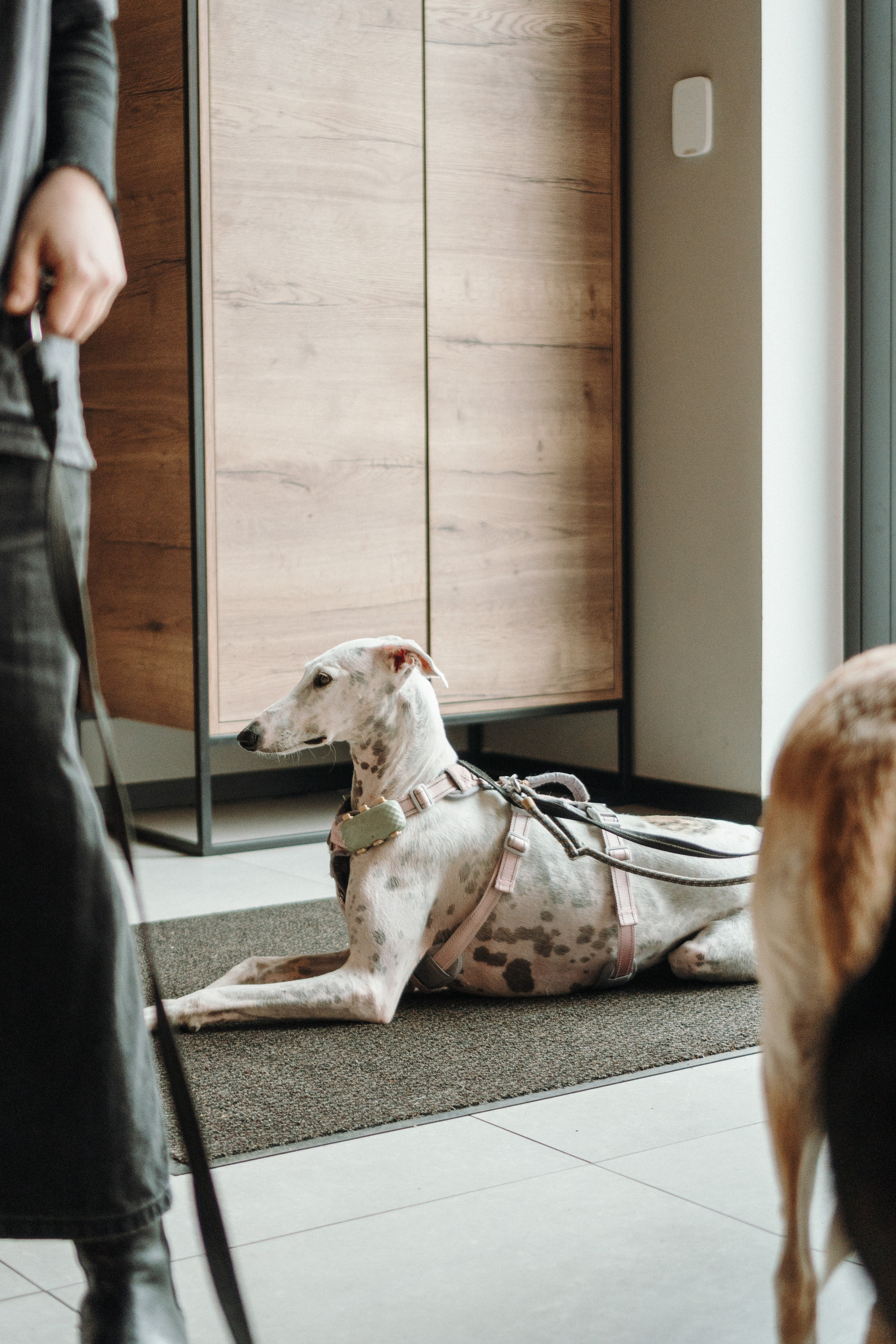 GalgoTreff / Mia Pagar 1 may, 2025. Kat Laisaar — Pet photographer in Tallinn