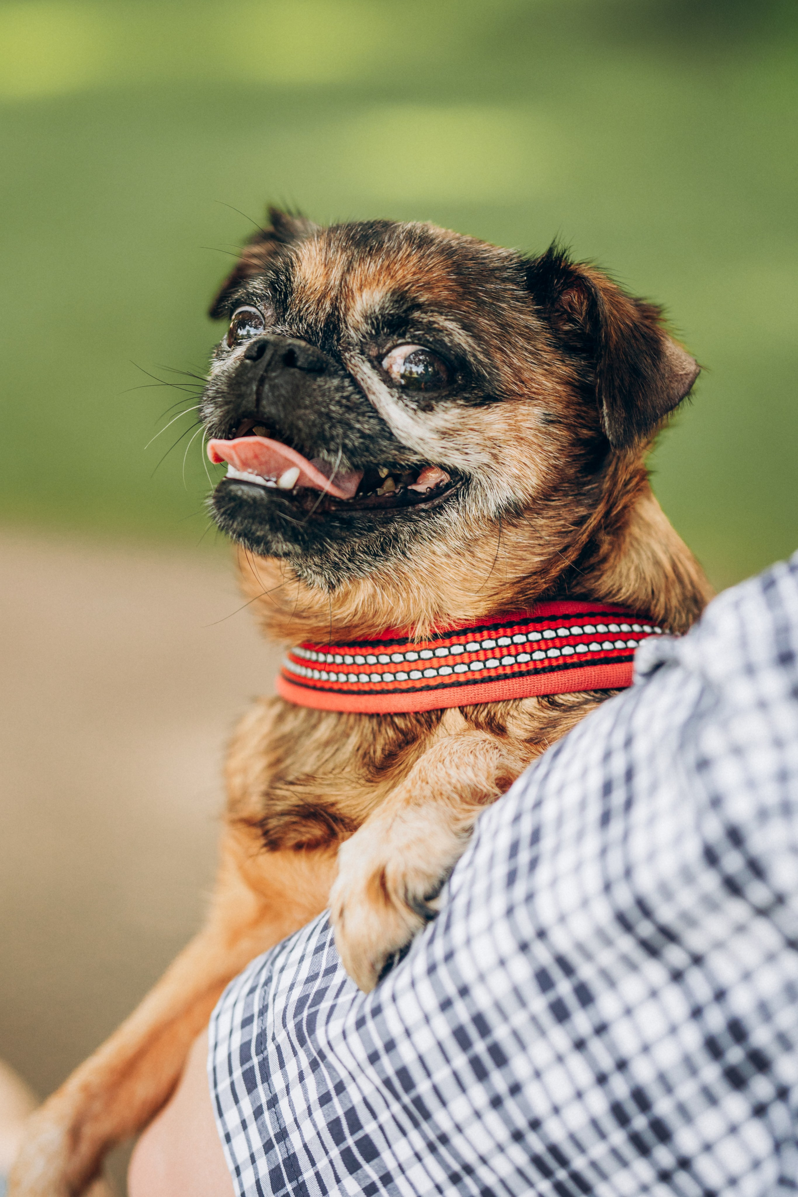 Natalia, Janik, Nusha & Betty. Фотограф-анималист в Таллинне, Катя Лайсаар