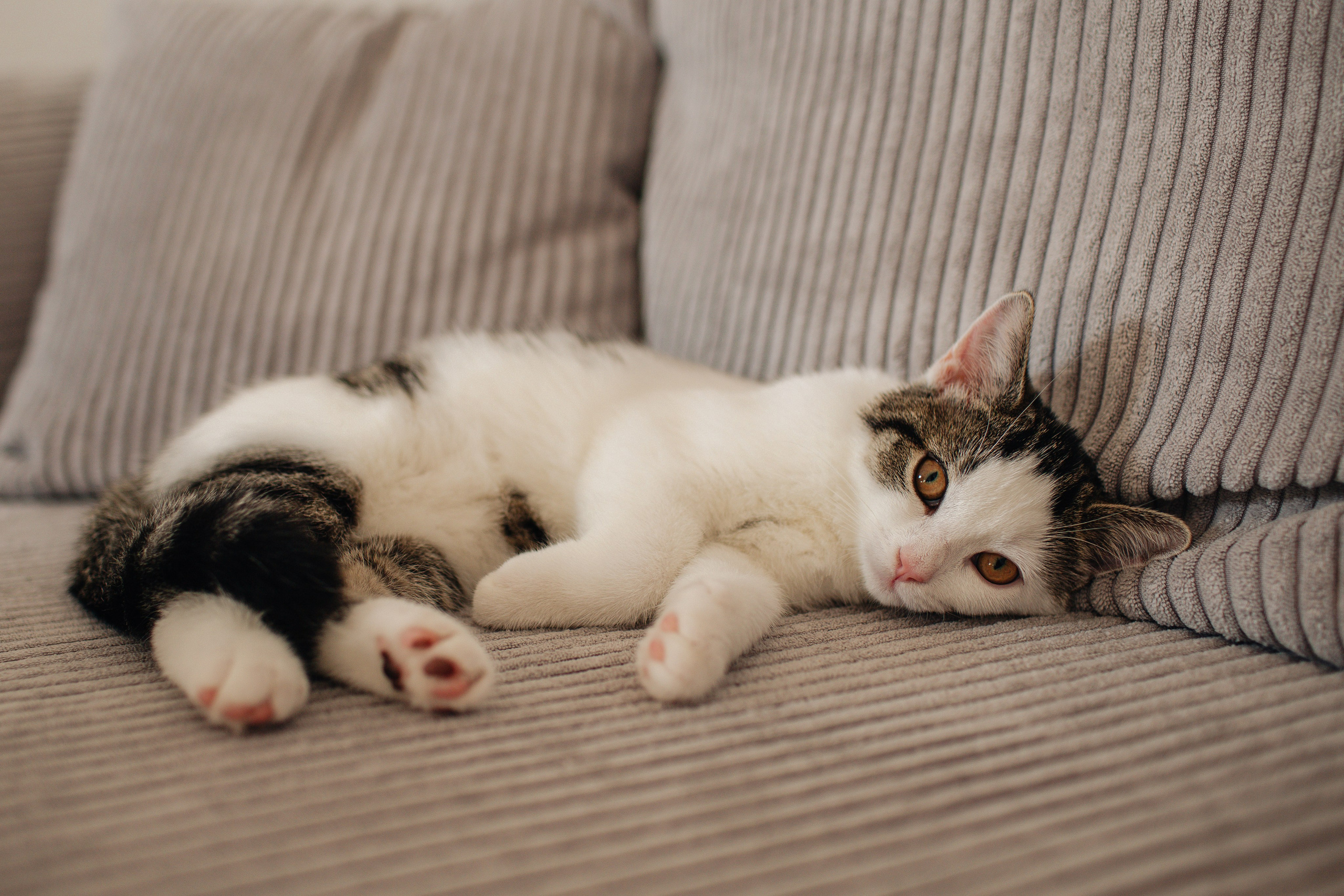 Paare. Galina Neuberger Hochzeits und Familienfotografin aus Bohmte / Osnabrück