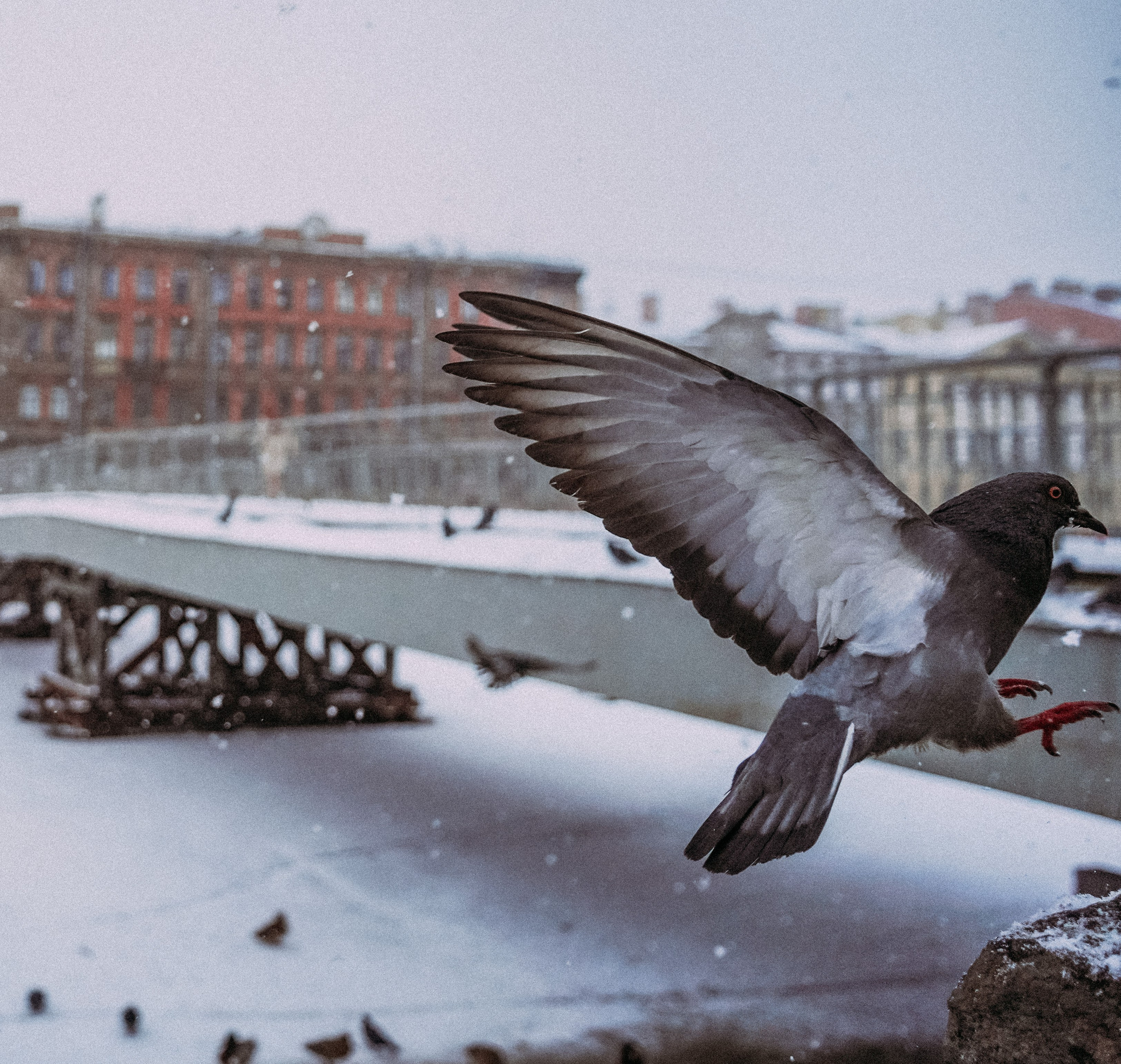 Пернатый психоз. Стрит-фотография, полная абсурда, идиотизма и красоты