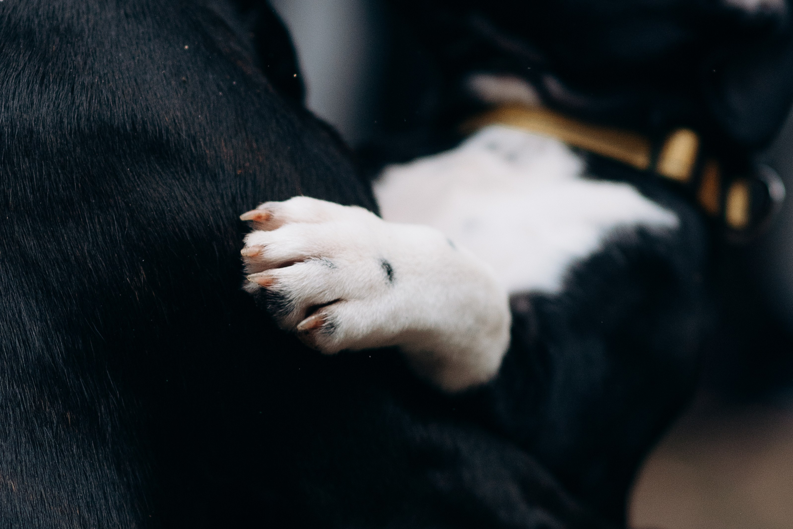 Staffordshire Bull Terriers Meetup. Kat Laisaar — Pet photographer in Tallinn