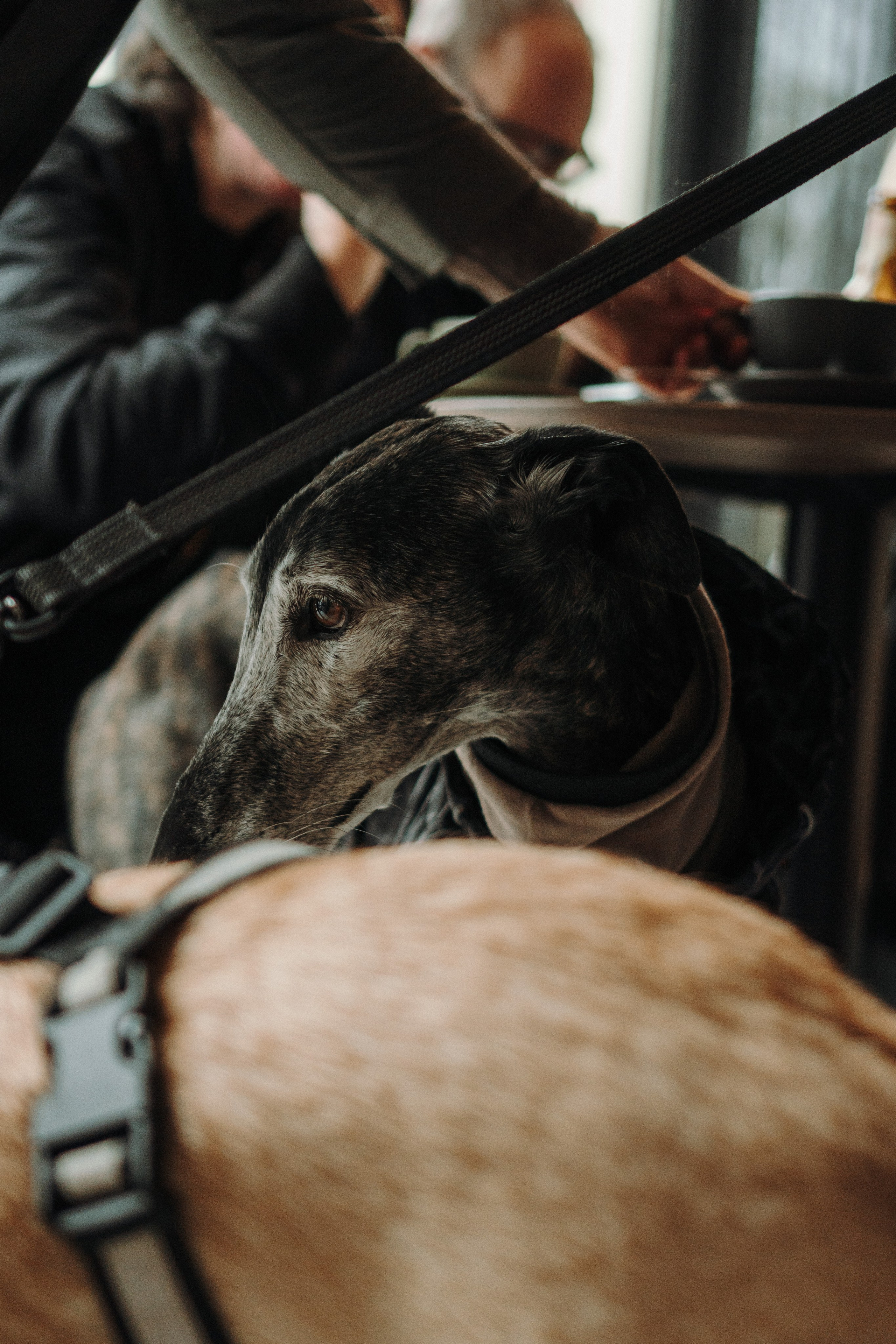 GalgoTreff / Mia Pagar 1 may, 2025. Kat Laisaar — Pet photographer in Tallinn