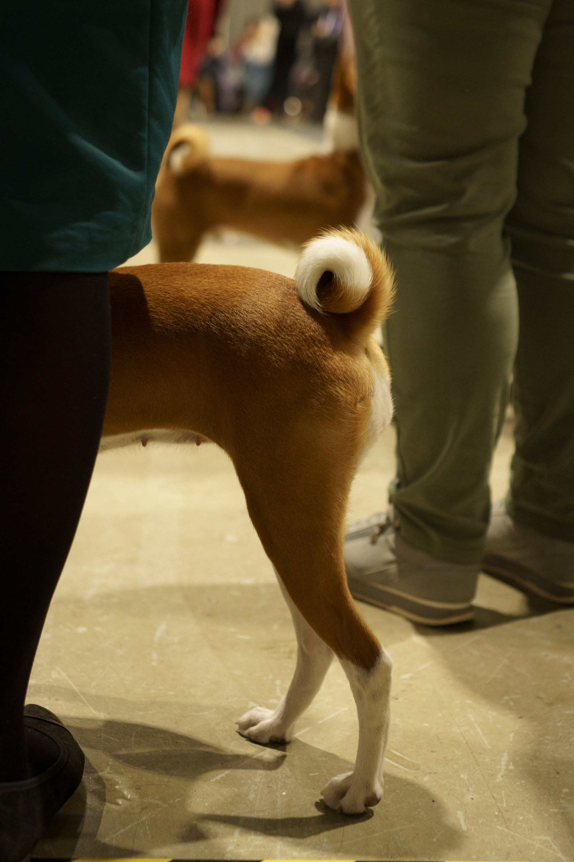 Tartu International Dog Show. Kat Laisaar — Pet photographer in Tallinn