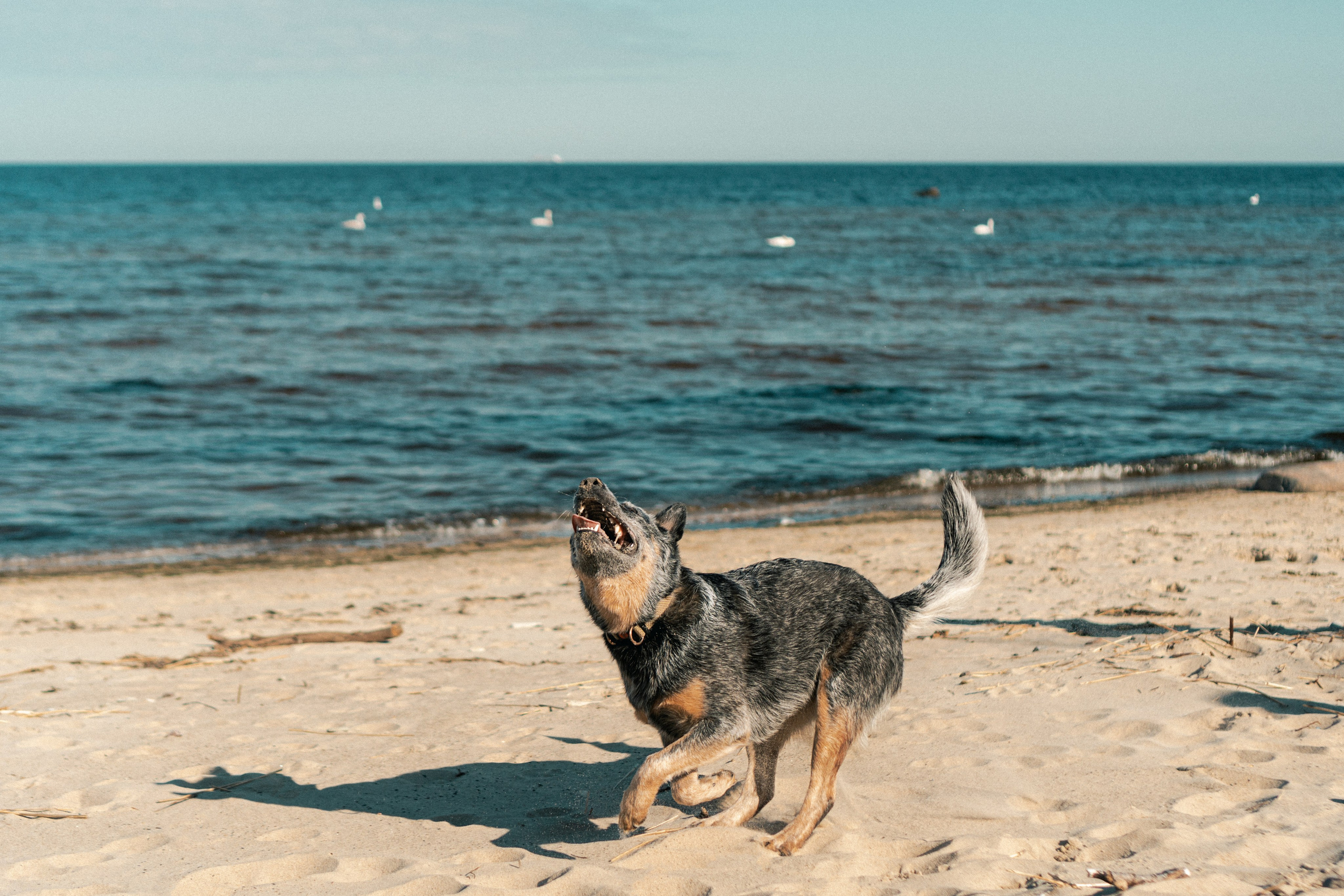 Oskar, Maria & Dmitrii. Kat Laisaar — Pet photographer in Tallinn