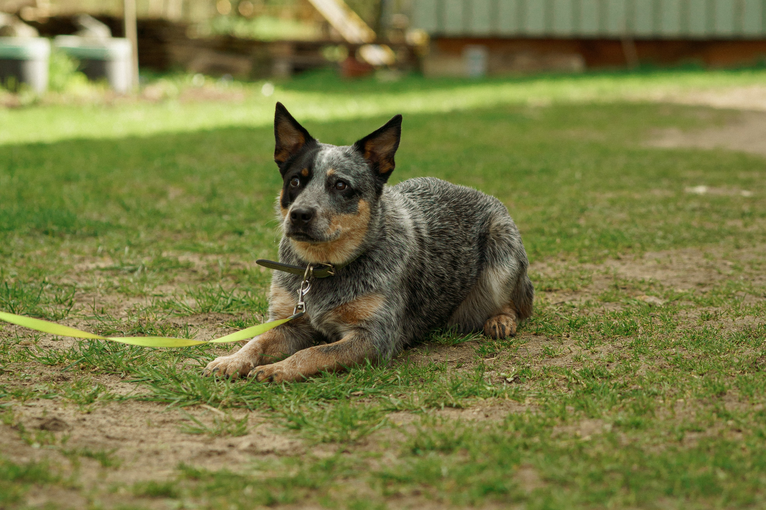 Herding Days, 26 apr. 2025. Kat Laisaar — Pet photographer in Tallinn