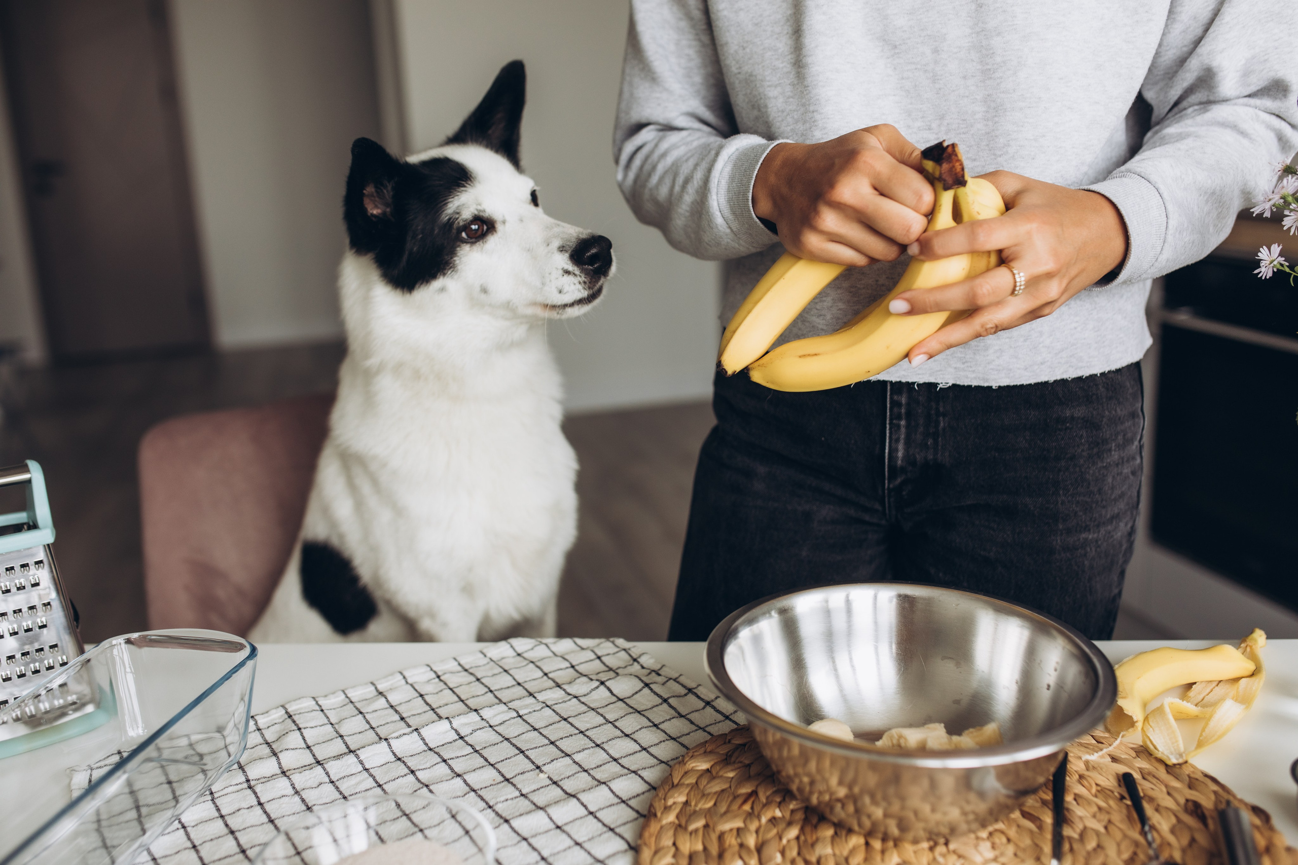 Kate&Tesla. Семейный фотограф в Кишинёве Пулькина Ольга