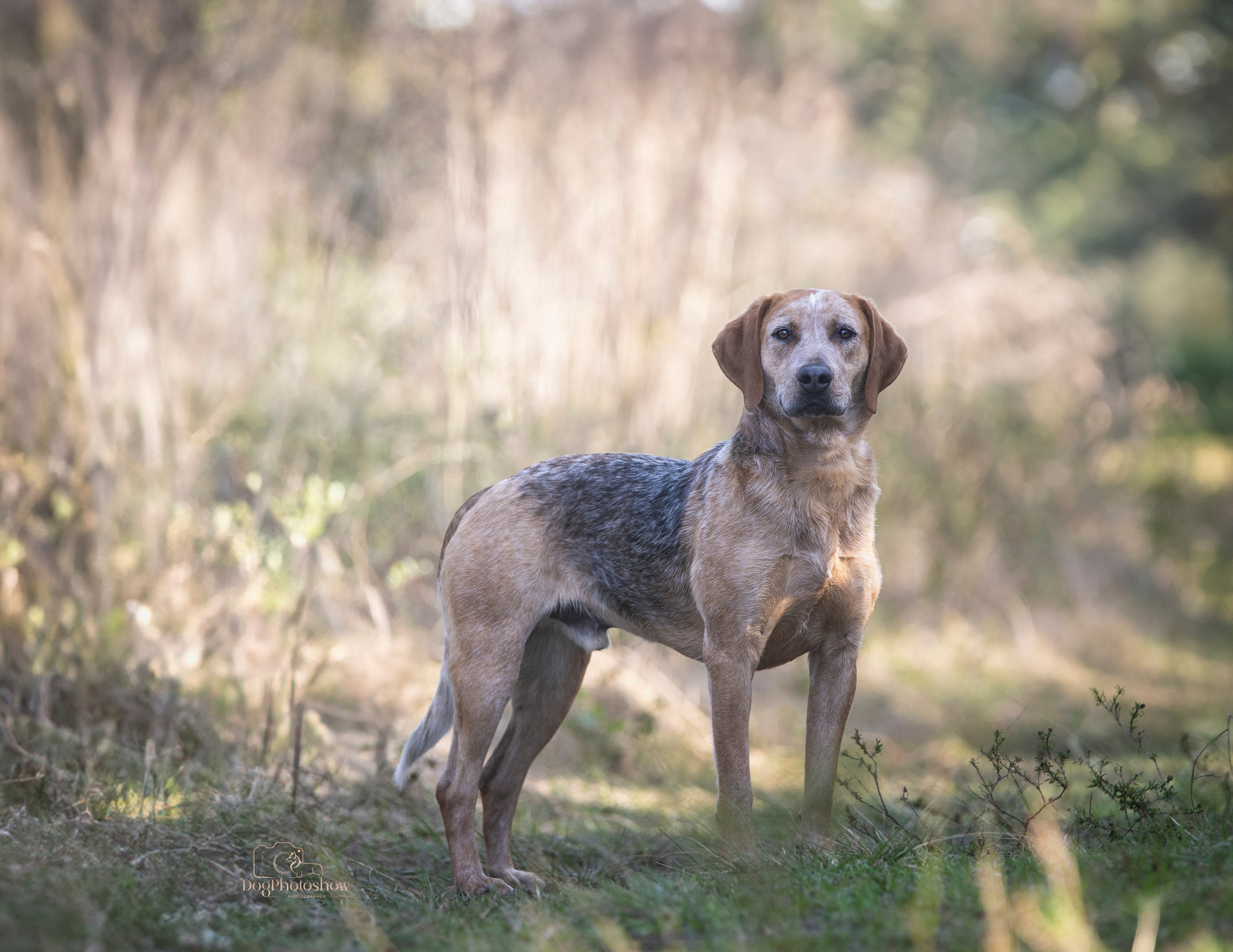 📸 10. Katerina Royter Pet Photographer North Florida