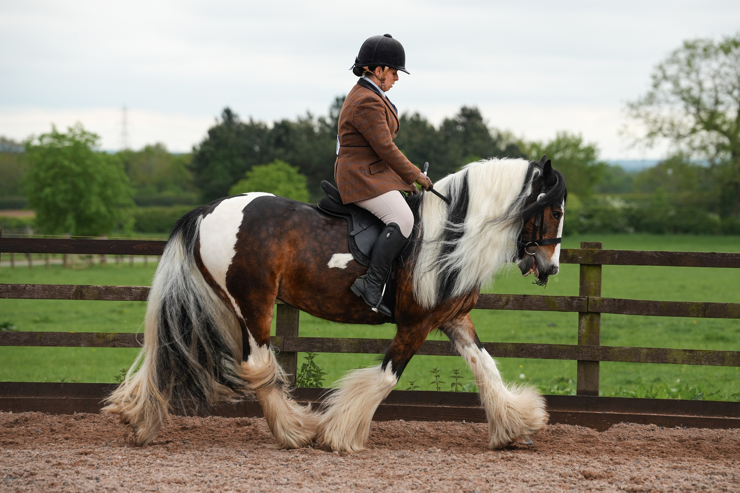 Showing. Leicestershire Equine Photography by El | Authentic Equine Portraits & Events