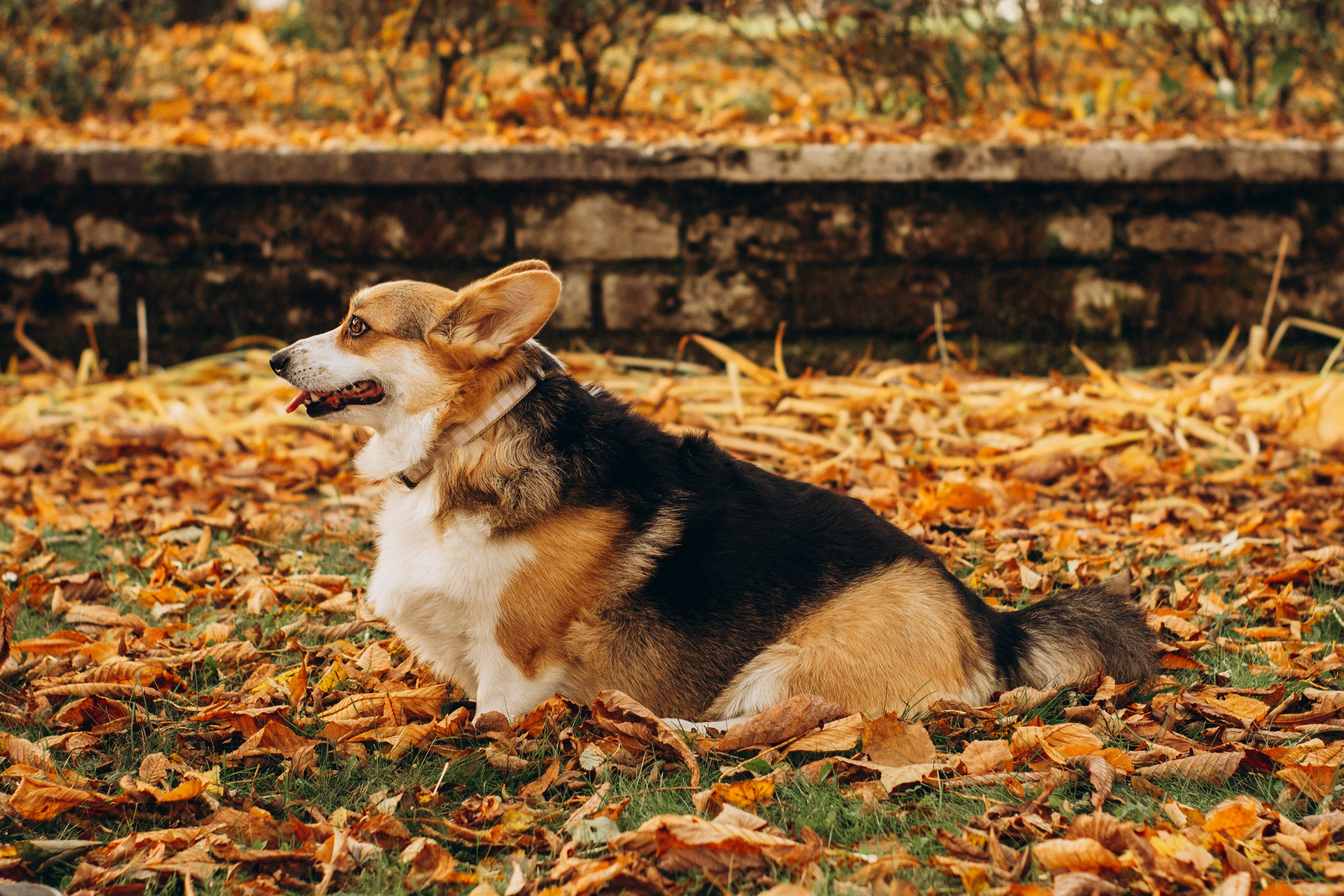 Corgi party, october. Kat Laisaar — Pet photographer in Tallinn