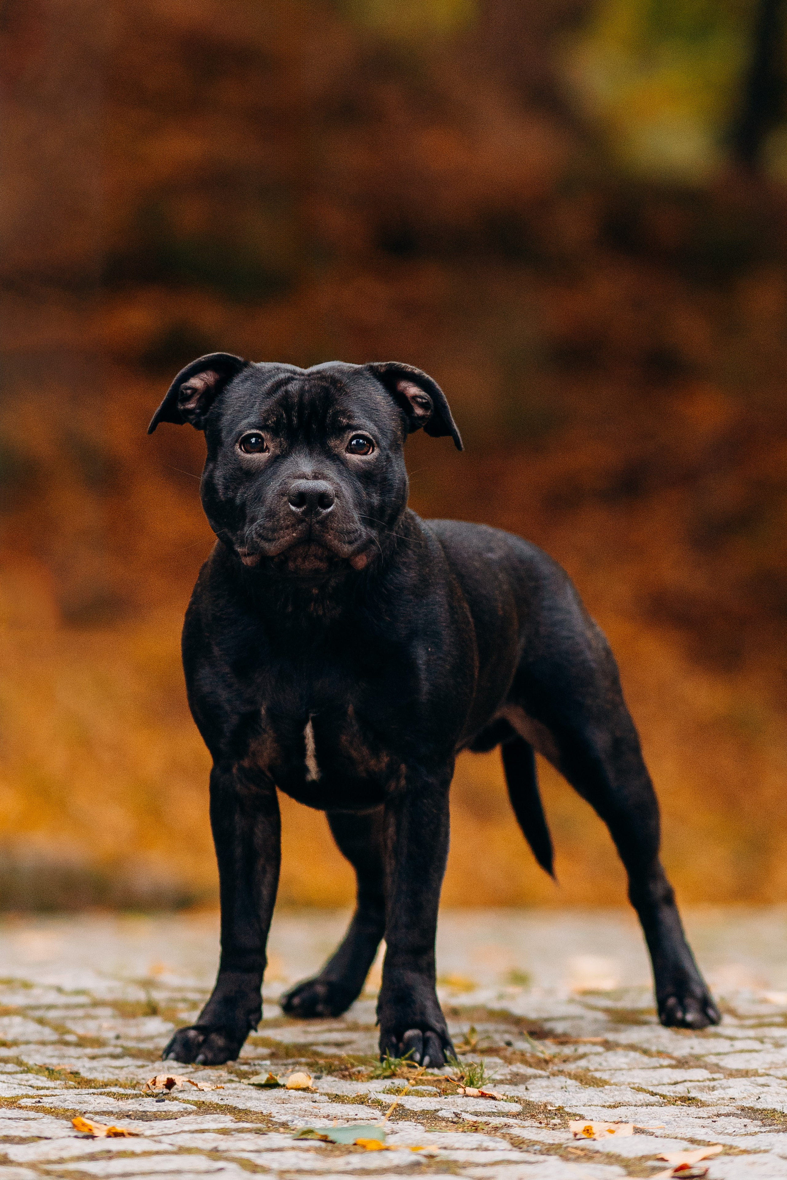 Staffordshire Bull Terriers Meetup. Kat Laisaar — Pet photographer in Tallinn