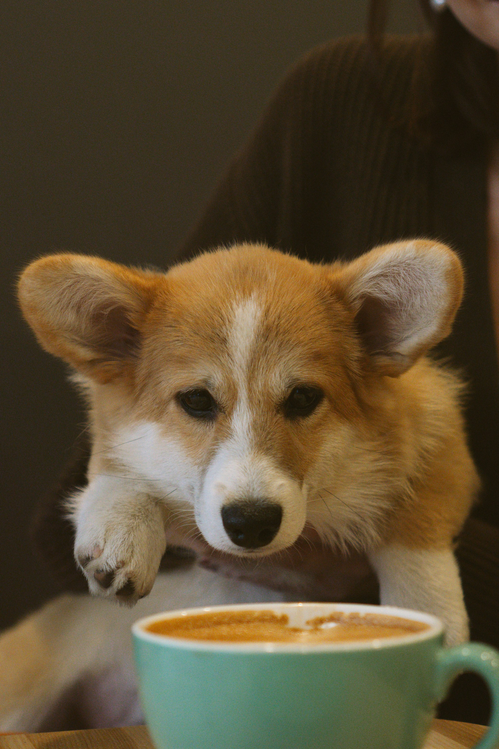 Anastasia and her Ada, Pembroke Welsh Corgi. Kat Laisaar — Pet photographer in Tallinn