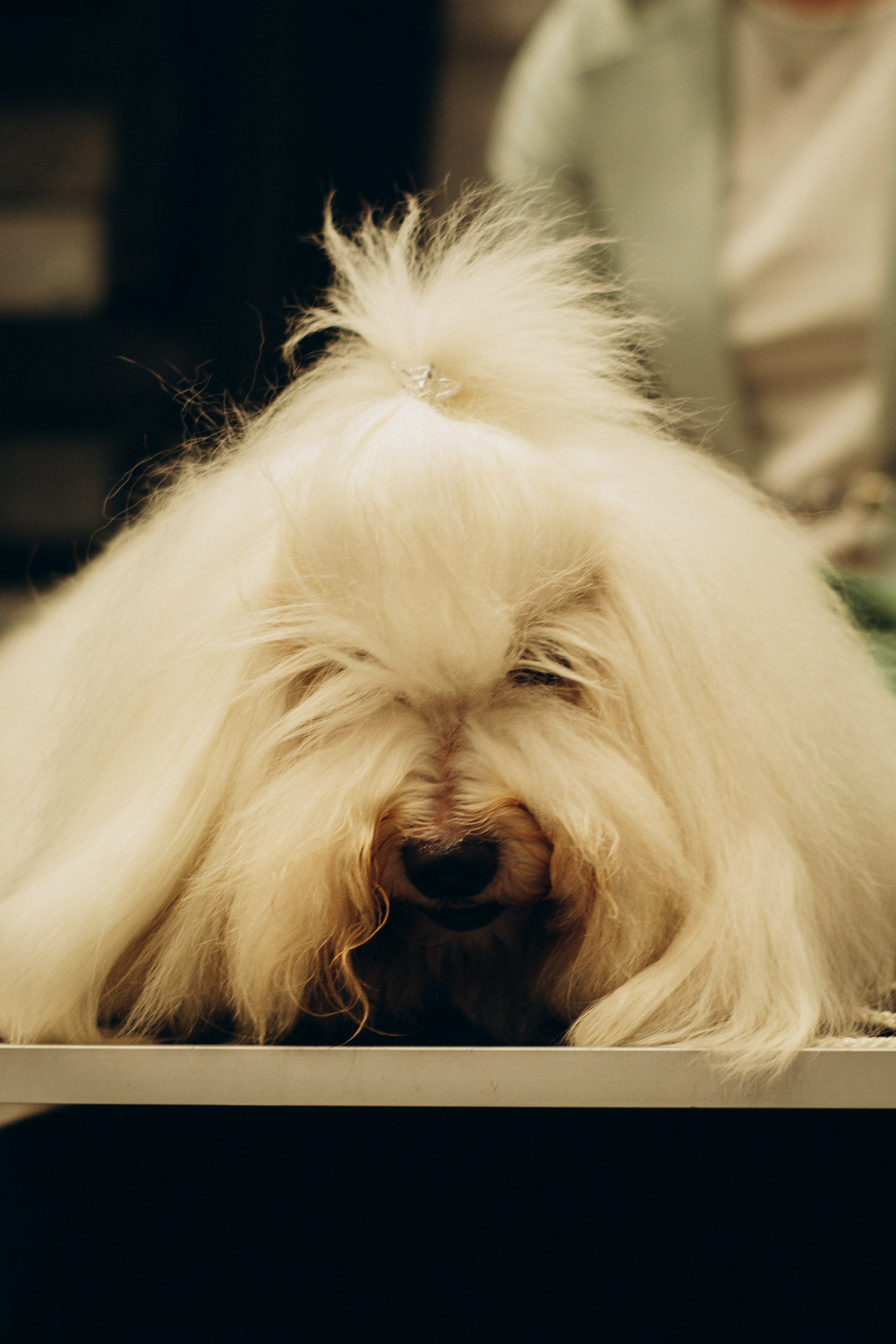 Rakvere Dog Show. Kat Laisaar — Pet photographer in Tallinn