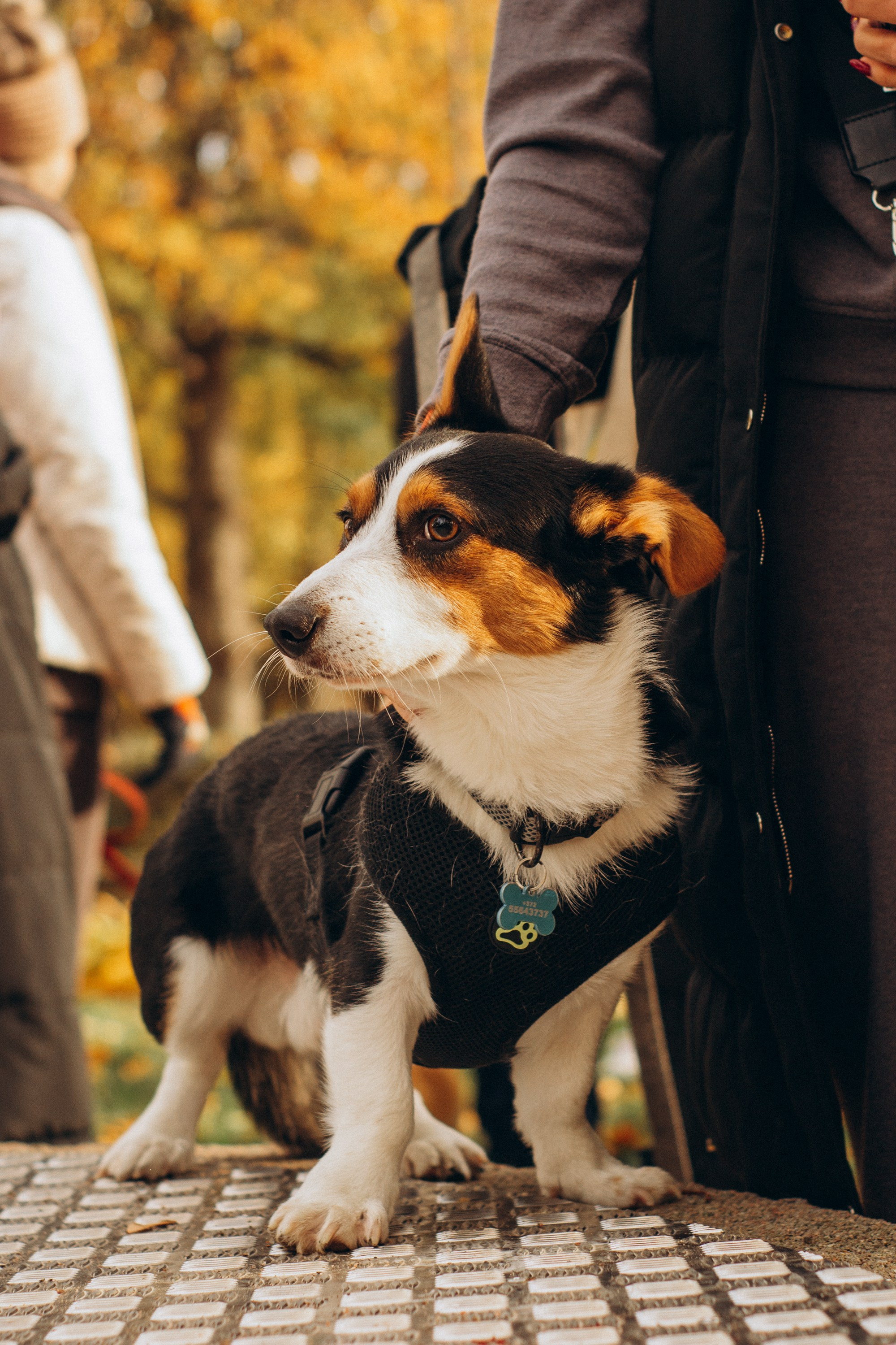 Corgi party, october. Kat Laisaar — Pet photographer in Tallinn
