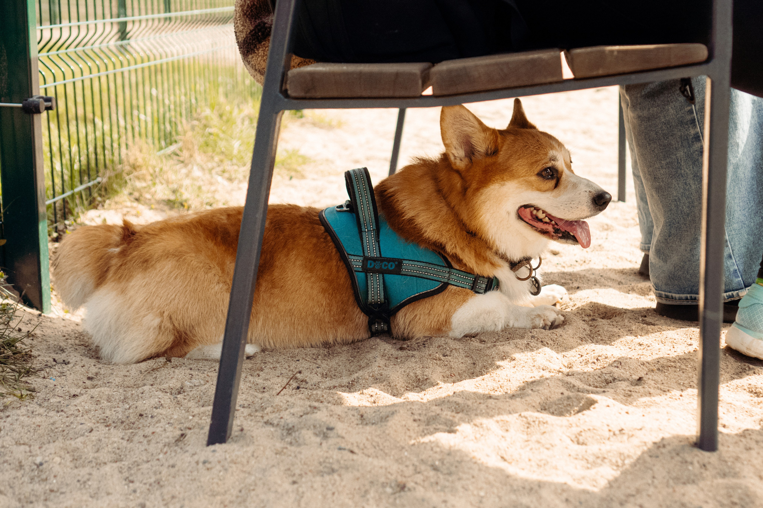 Corgi party, 18 apr. 2025. Kat Laisaar — Pet photographer in Tallinn