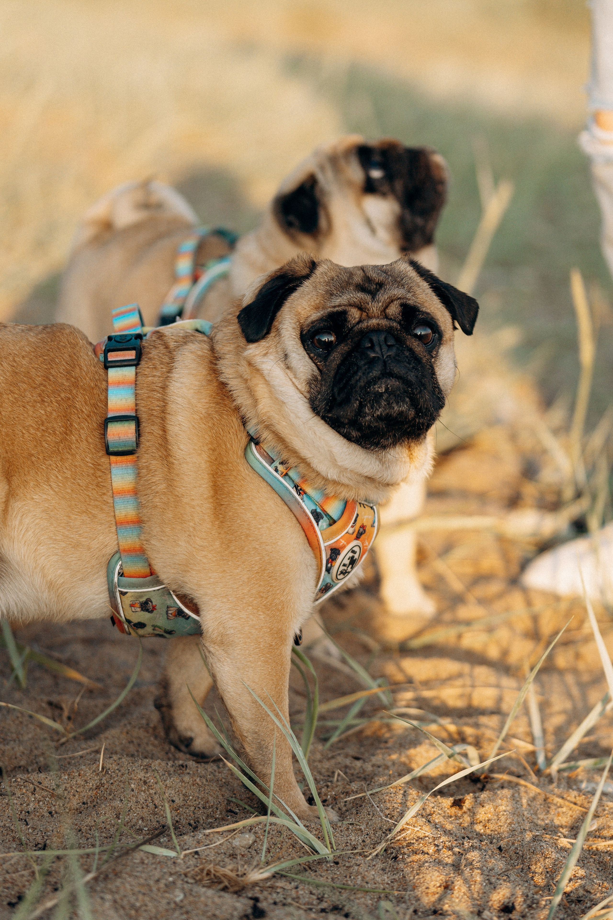 Frank, Tony, Katerina & Lev. Kat Laisaar — Pet photographer in Tallinn