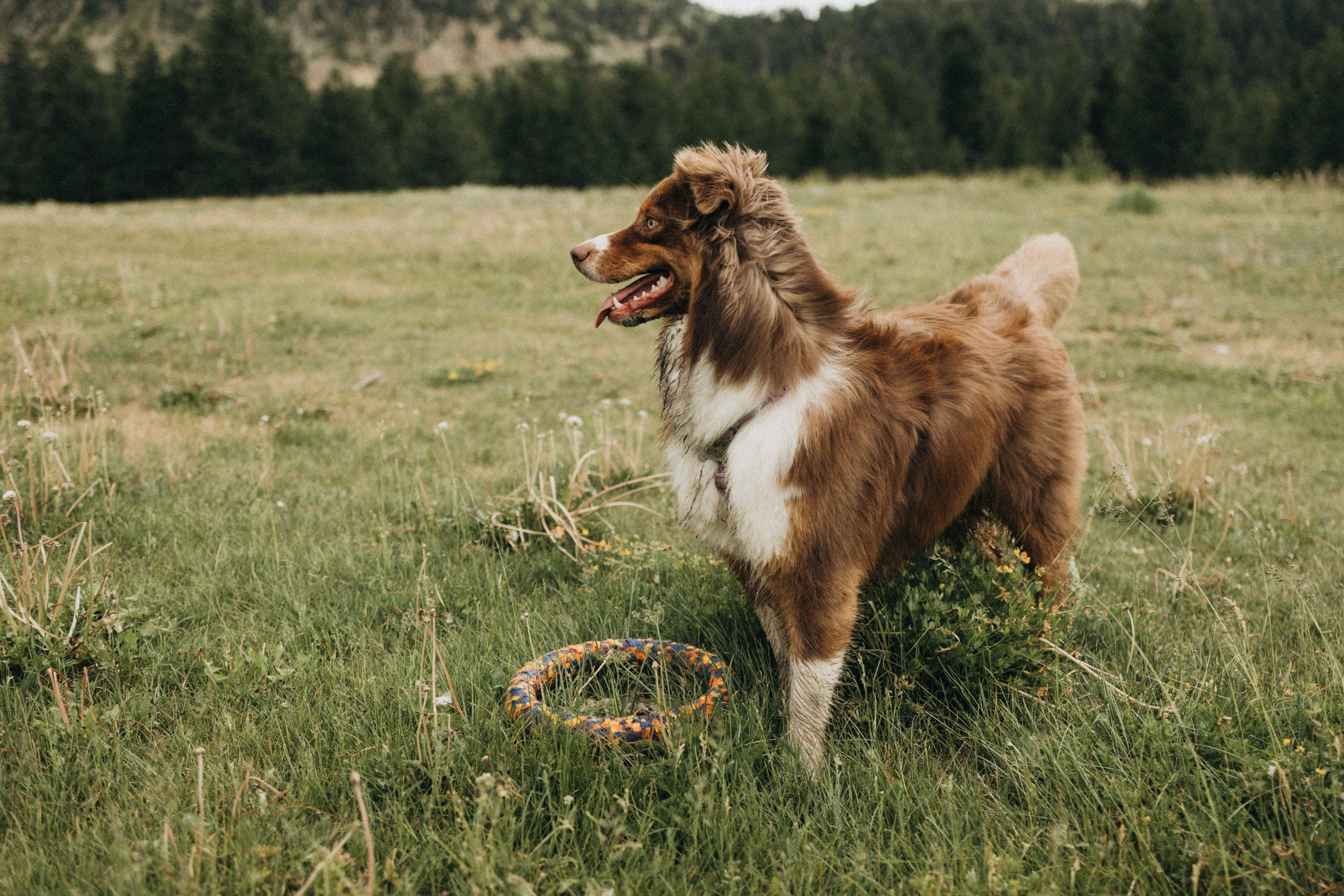 Photographe à Nice, Cannes et Antibes | Inna Dudareva