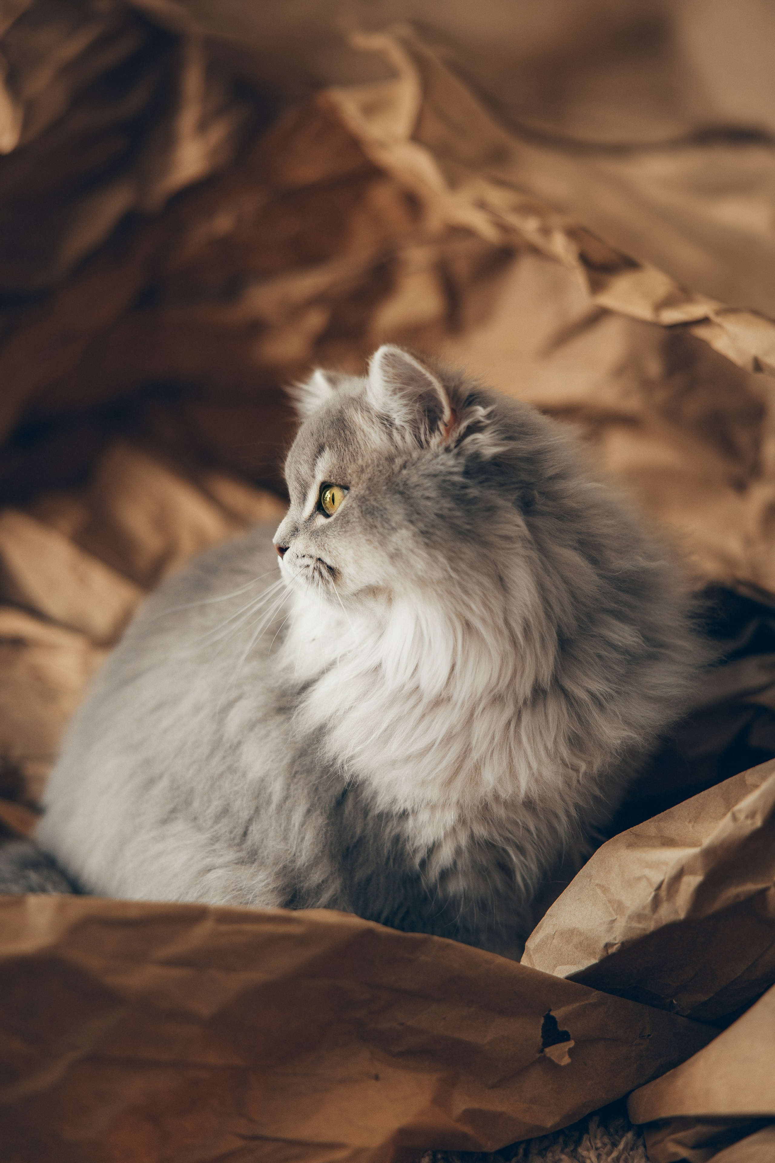 Cat Mars. Family and children’s photographer and videographer in Chicago