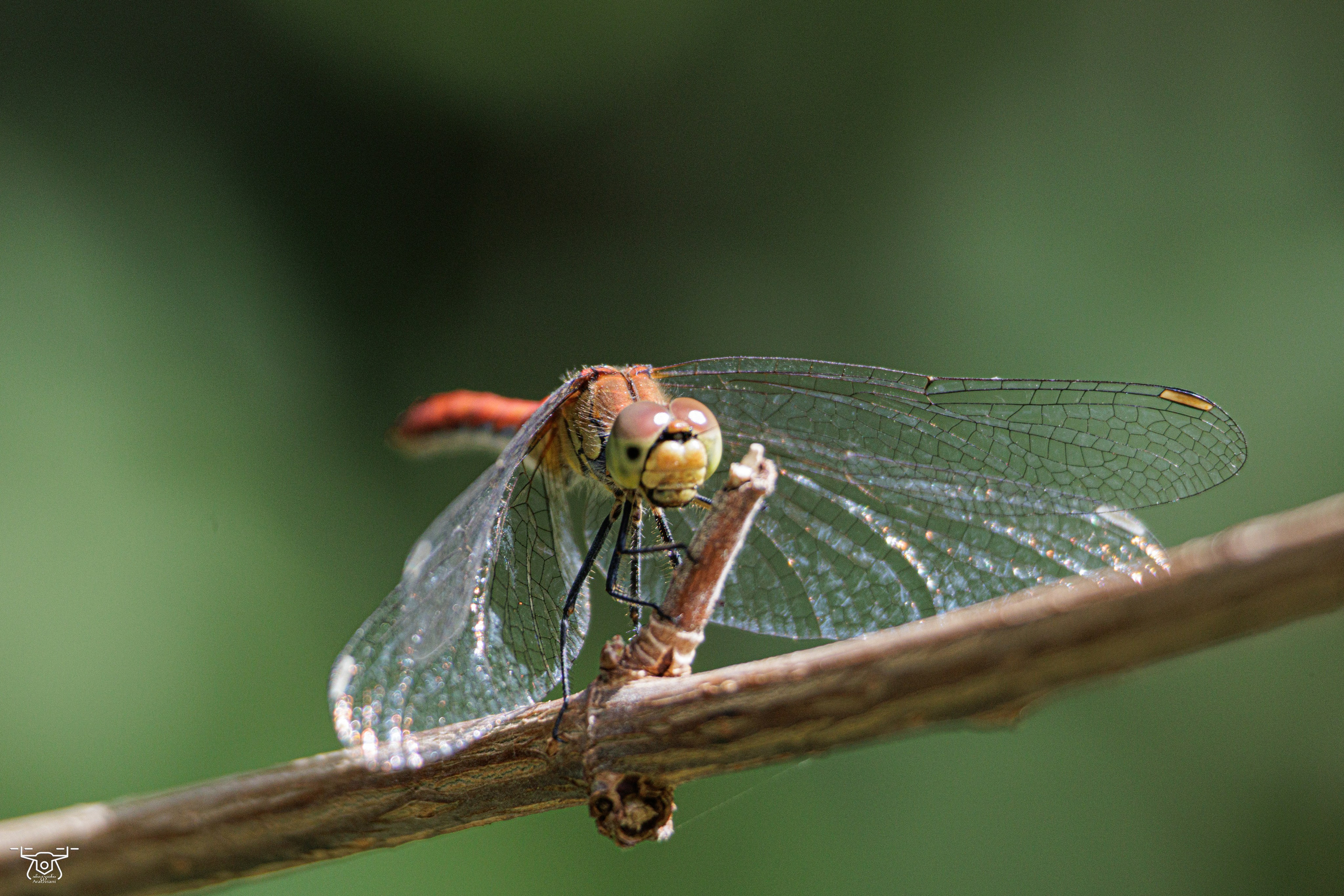 ბუნება. FramefreeMan