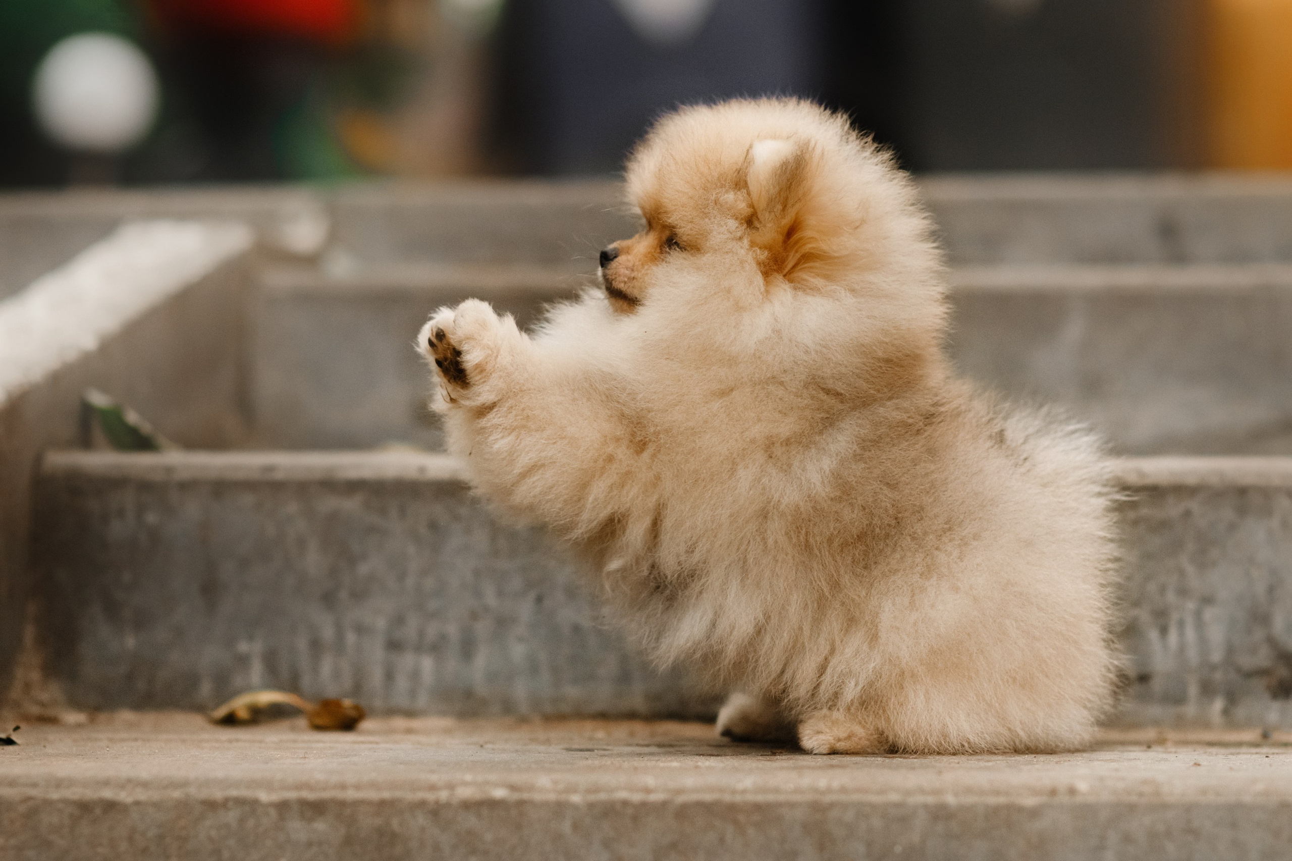 Halloween spitz puppies. Kaja | fotograf we Wrocławiu | ludzie i psy