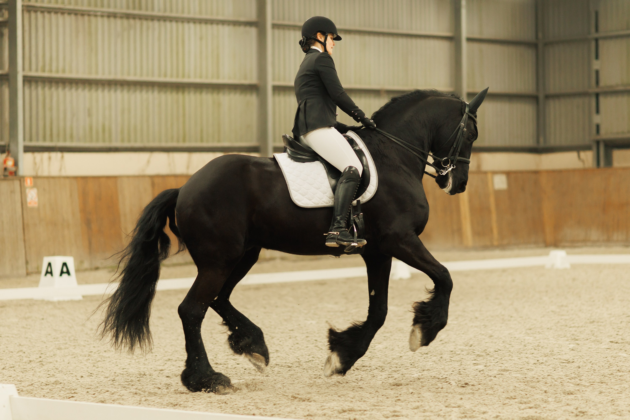 Fotografia koni Wrocław \ ujeżdżenie, Partynice. Kaja | fotograf we Wrocławiu | ludzie i psy