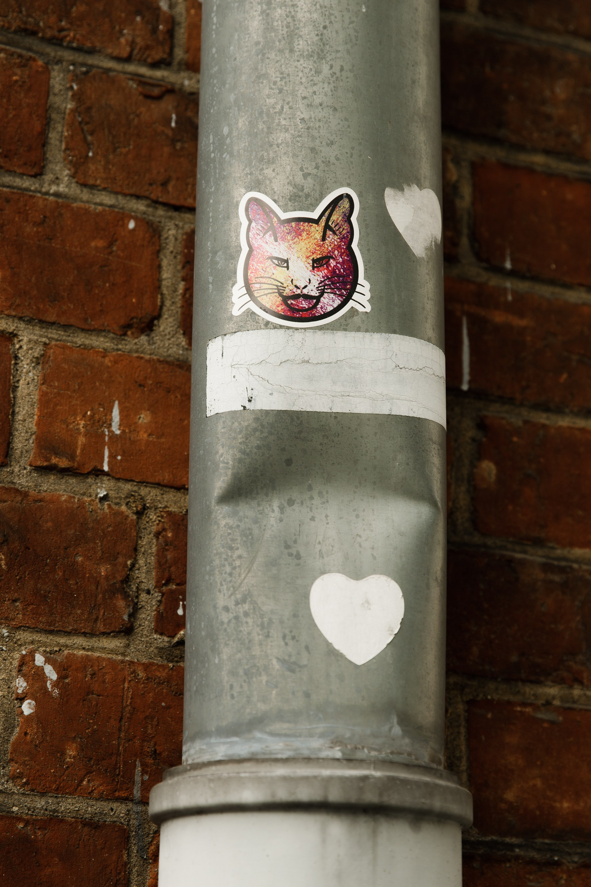 Oleśnica castle. Kaja | fotograf psów we Wrocławiu