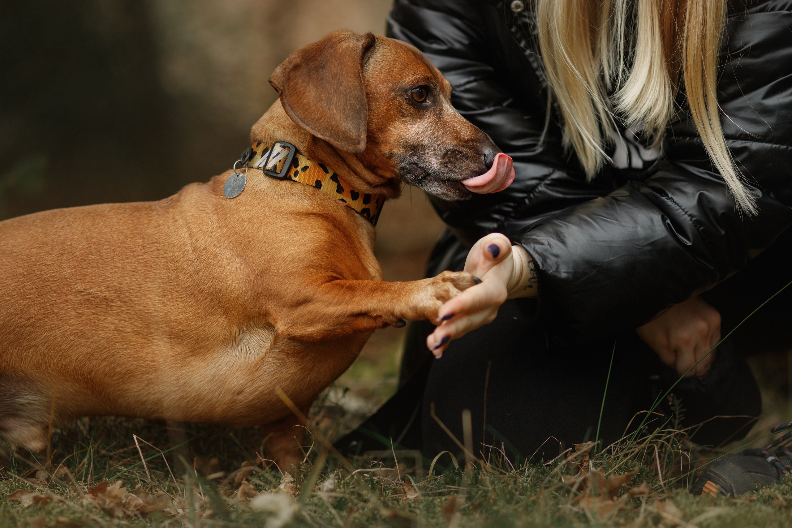 Ania, Franek & Vincent. Kaja | fotograf psów we Wrocławiu