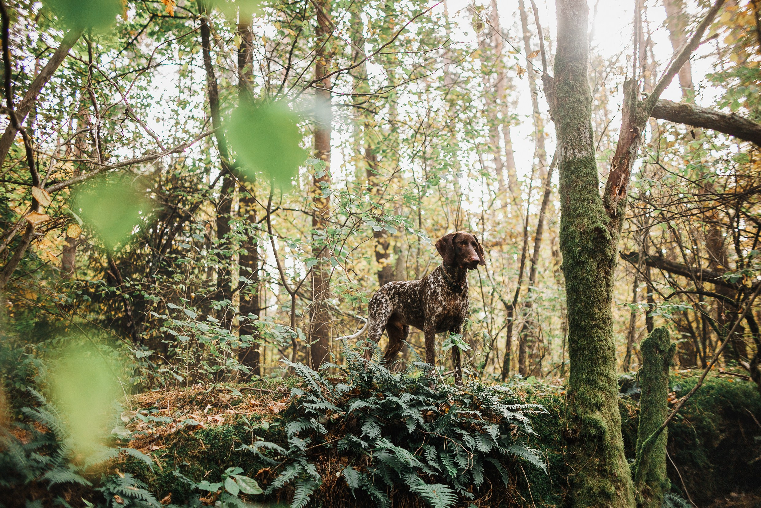 «Kasmach» dogs ammunition. Kaja | fotograf we Wrocławiu | ludzie i psy