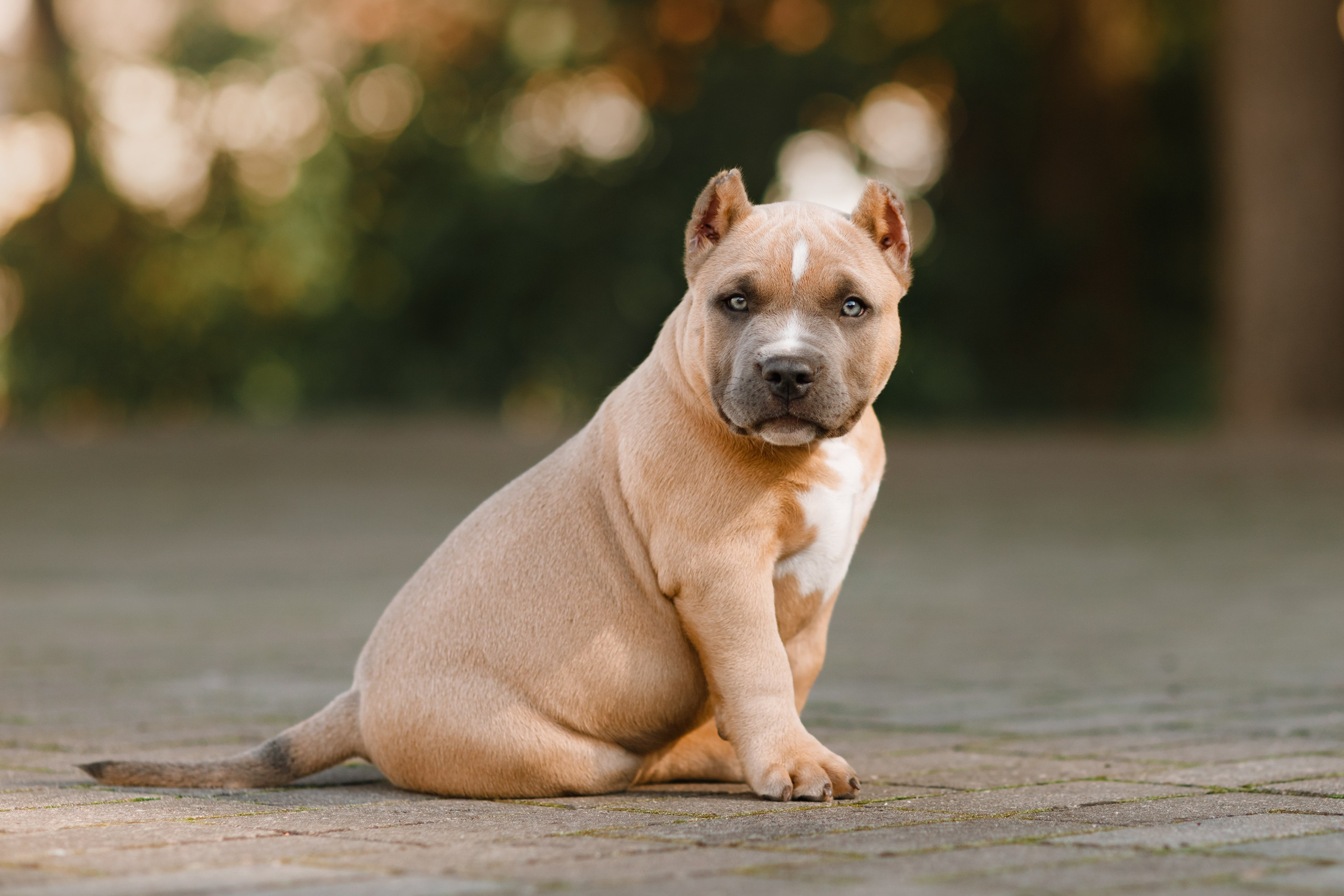 Bullie puppies. Kaja | fotograf we Wrocławiu | ludzie i psy