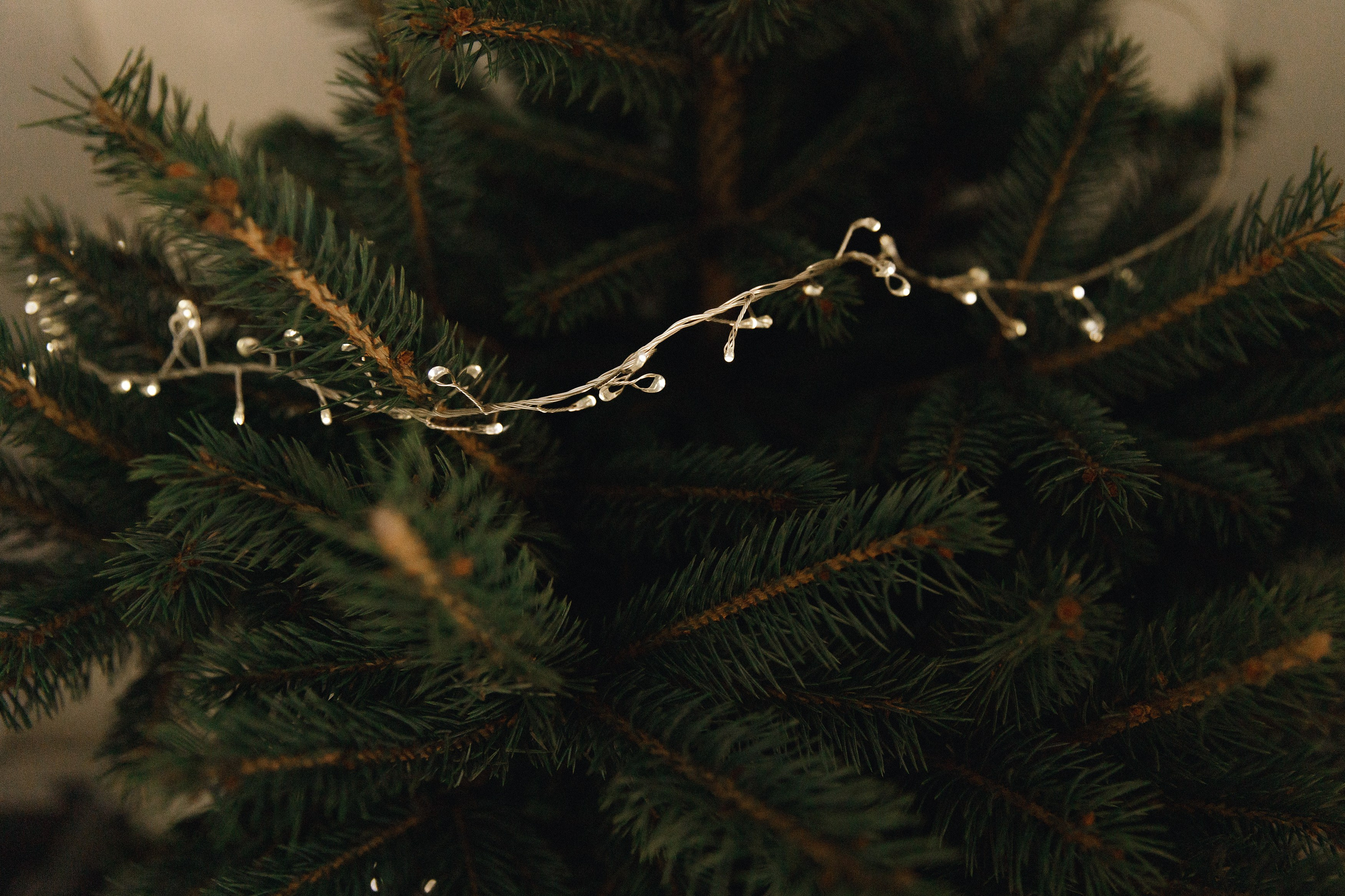 Dasha & Daisy. Kaja | fotograf psów we Wrocławiu