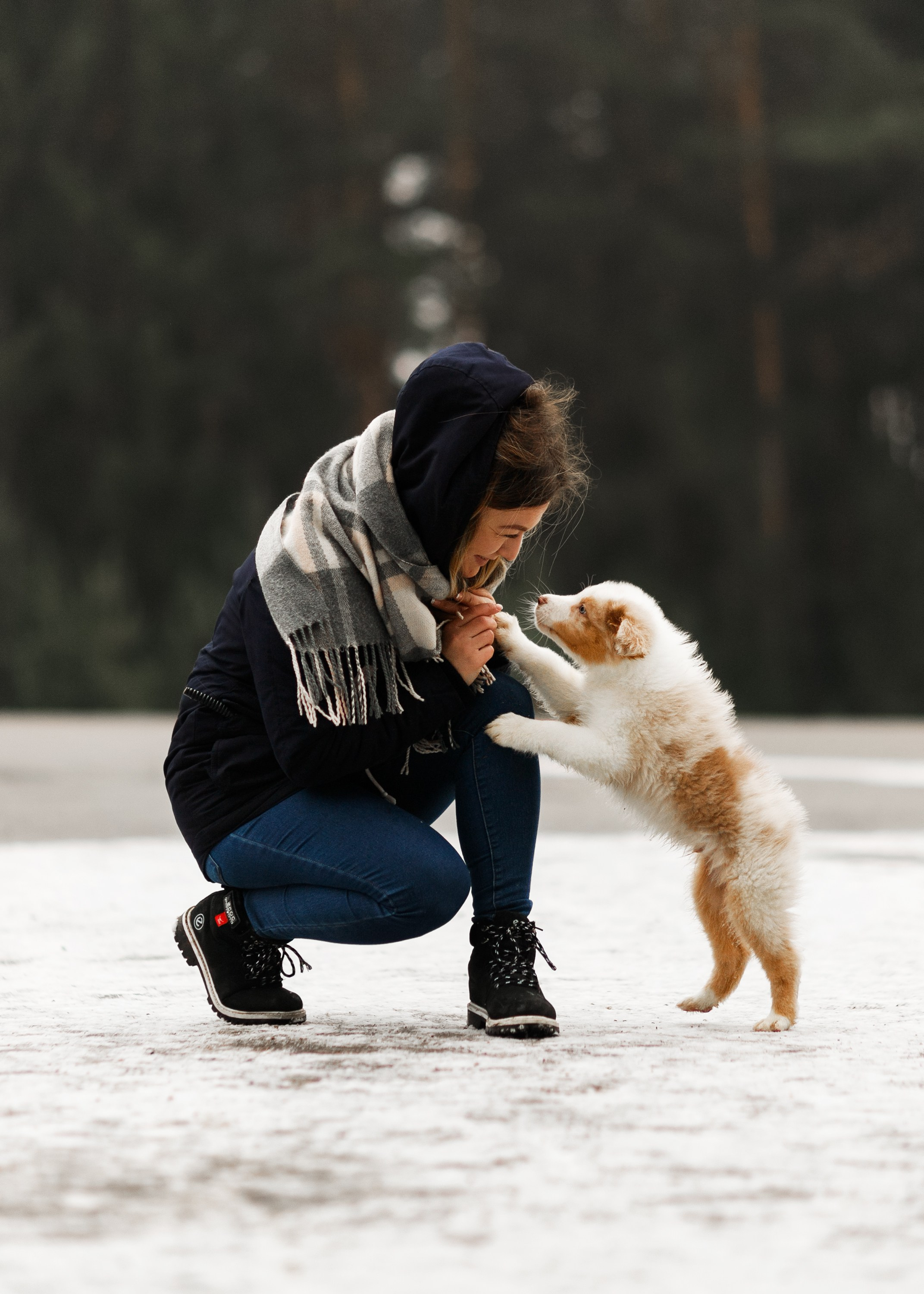 Pack of aussie puppies. Kaja | fotograf psów we Wrocławiu