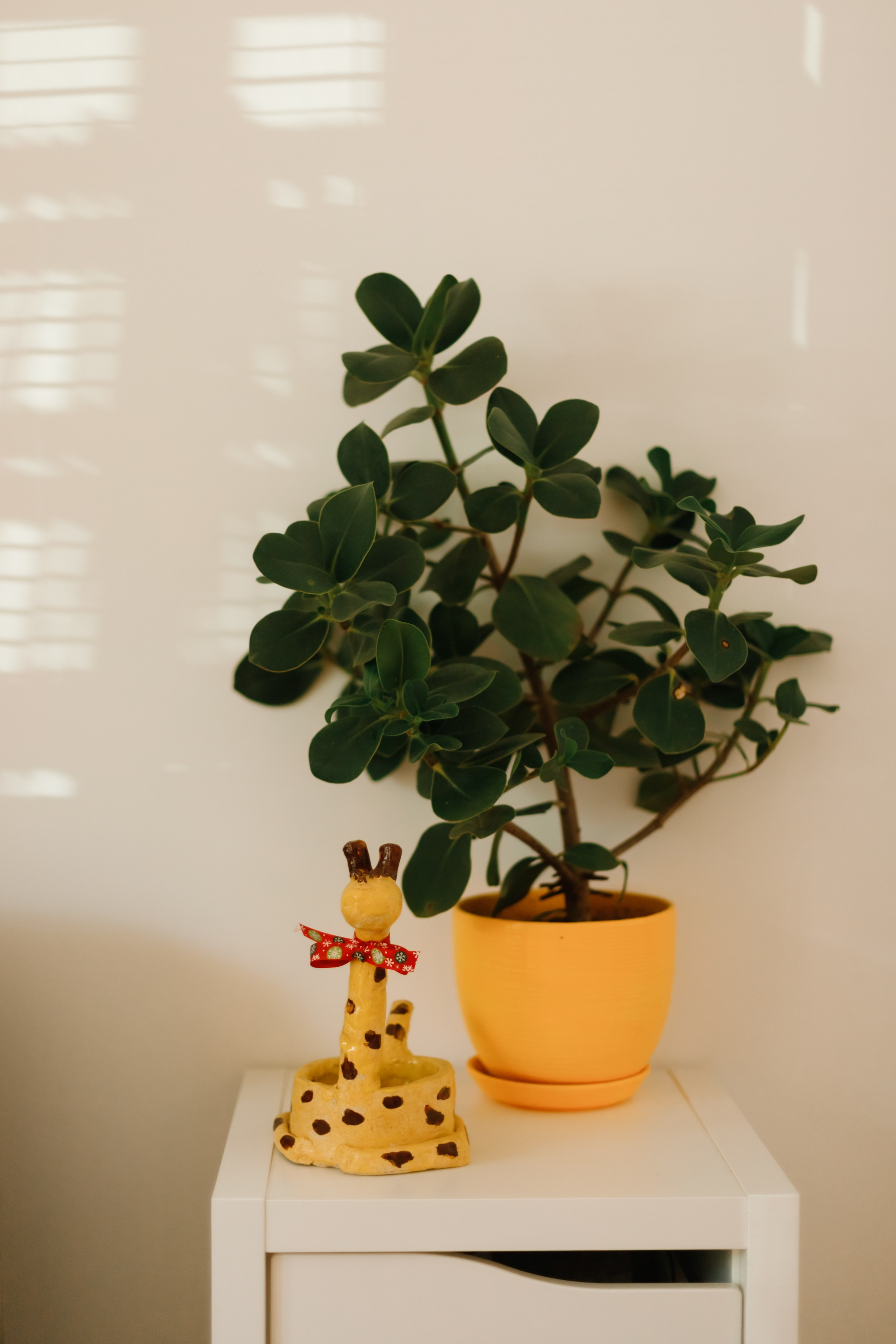 Małgorzata | business portrait. Kaja | fotograf we Wrocławiu | ludzie i psy