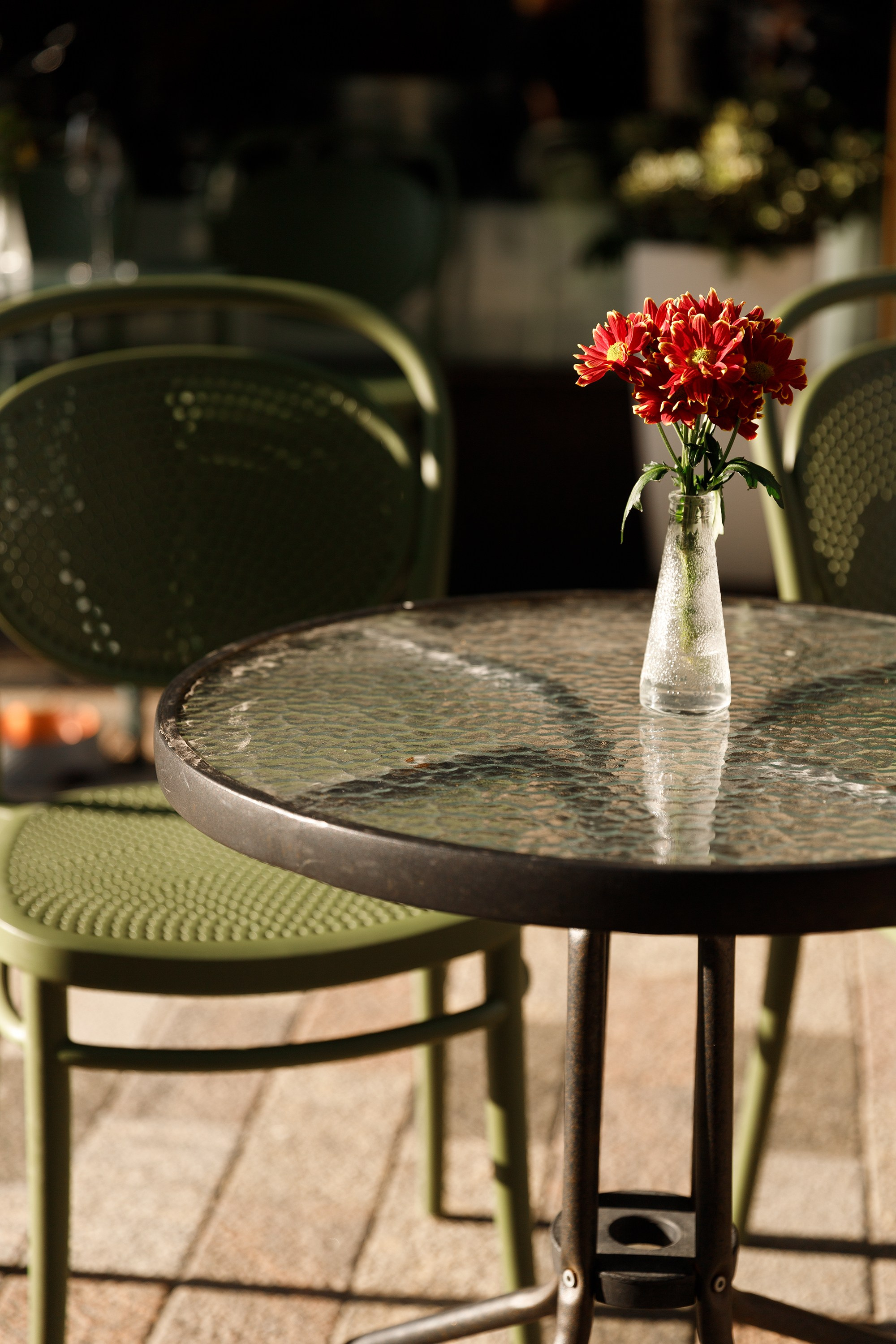 Helsinki. Kaja | fotograf psów we Wrocławiu