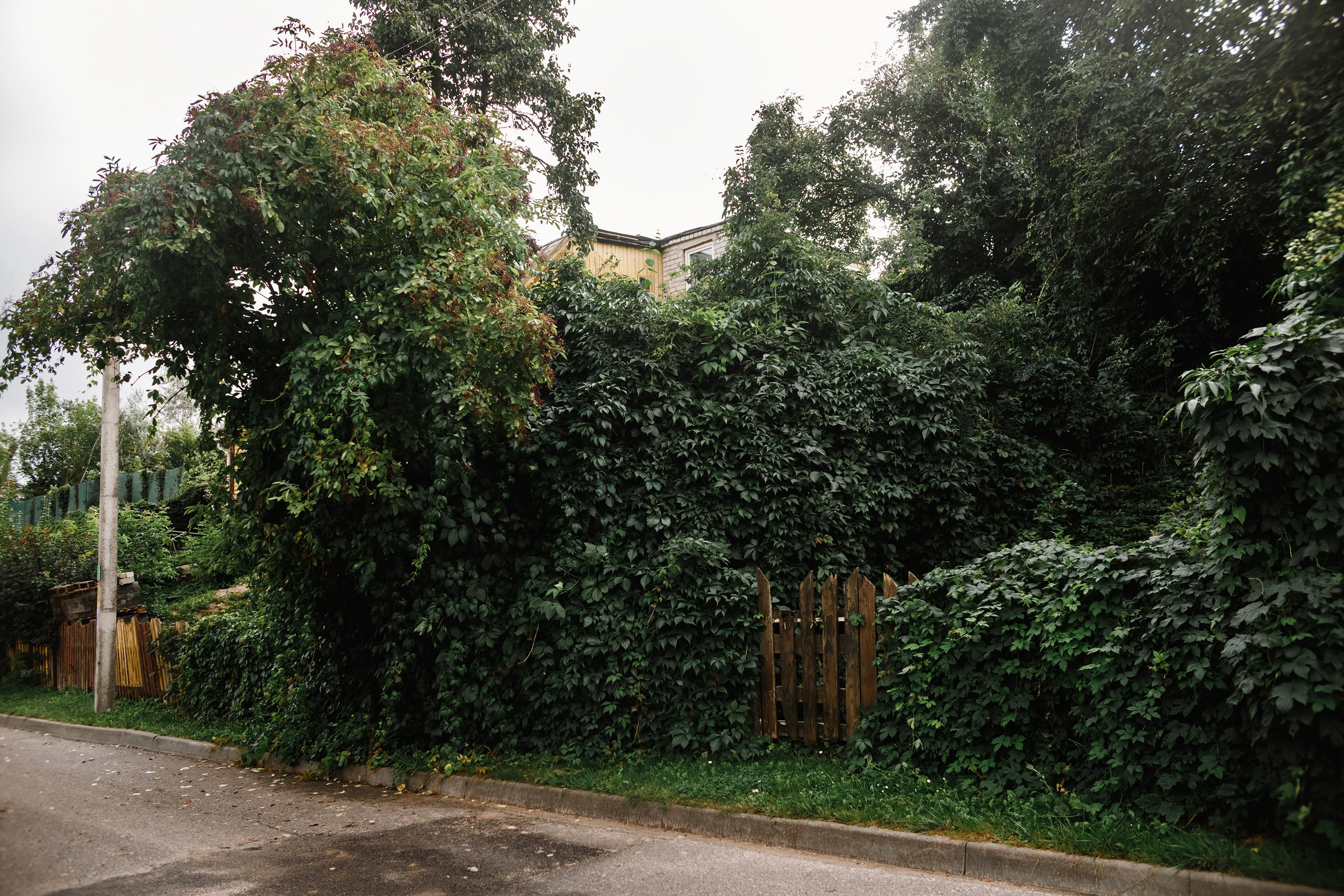 Grodno. Kaja | fotograf we Wrocławiu | ludzie i psy