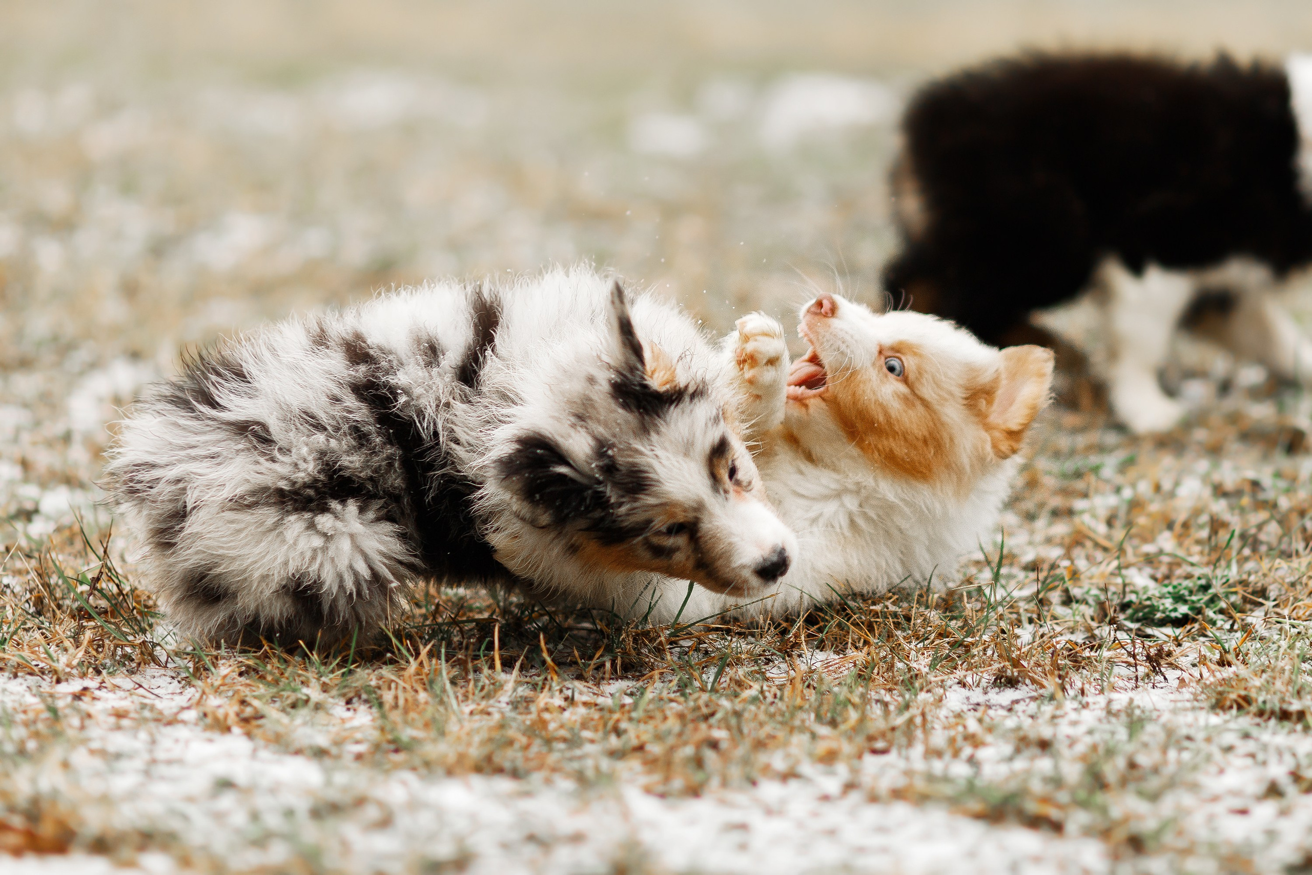 Pack of aussie puppies. Kaja | fotograf psów we Wrocławiu