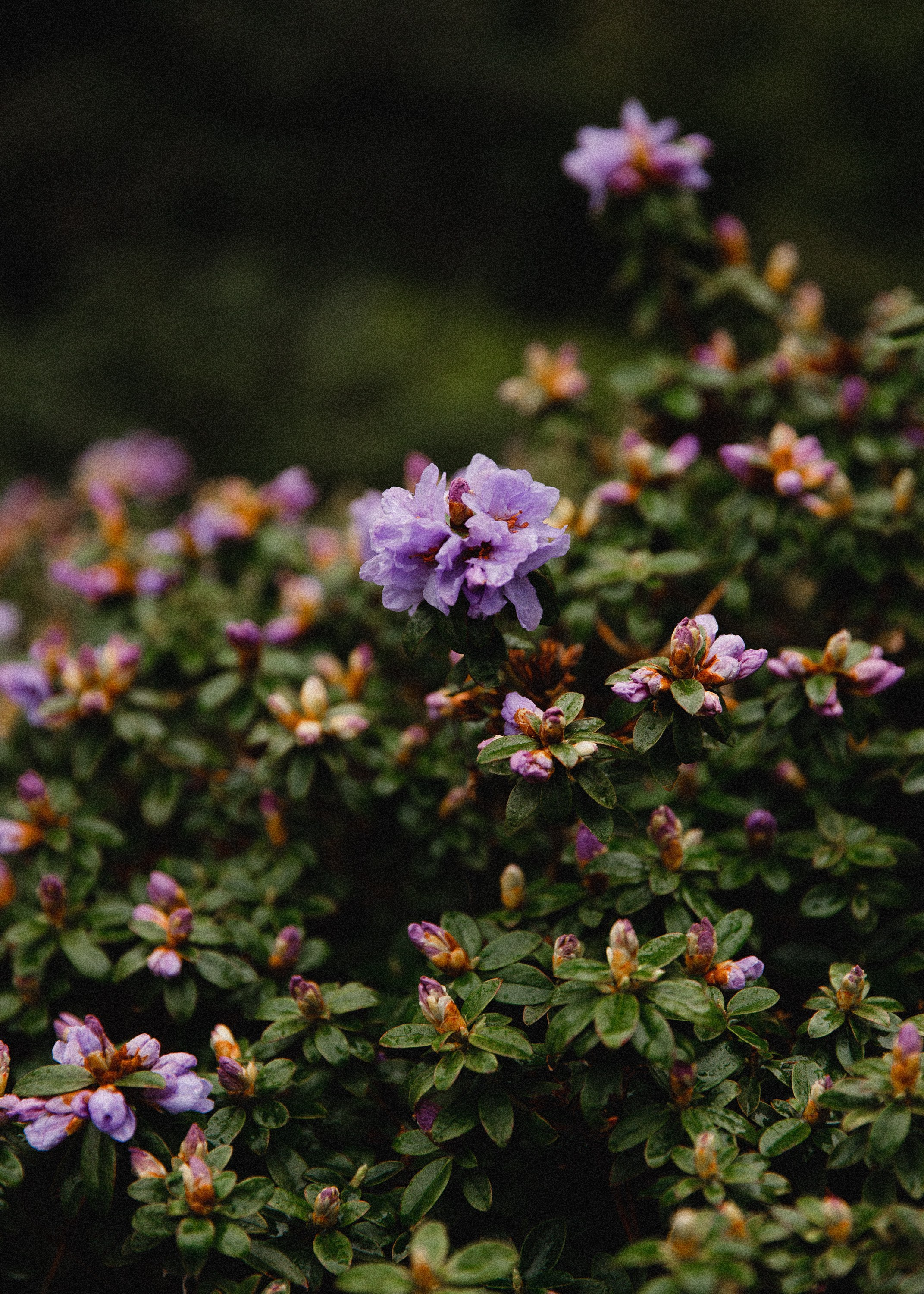 Botanical garden in Wroclaw. Kaja | fotograf we Wrocławiu | ludzie i psy