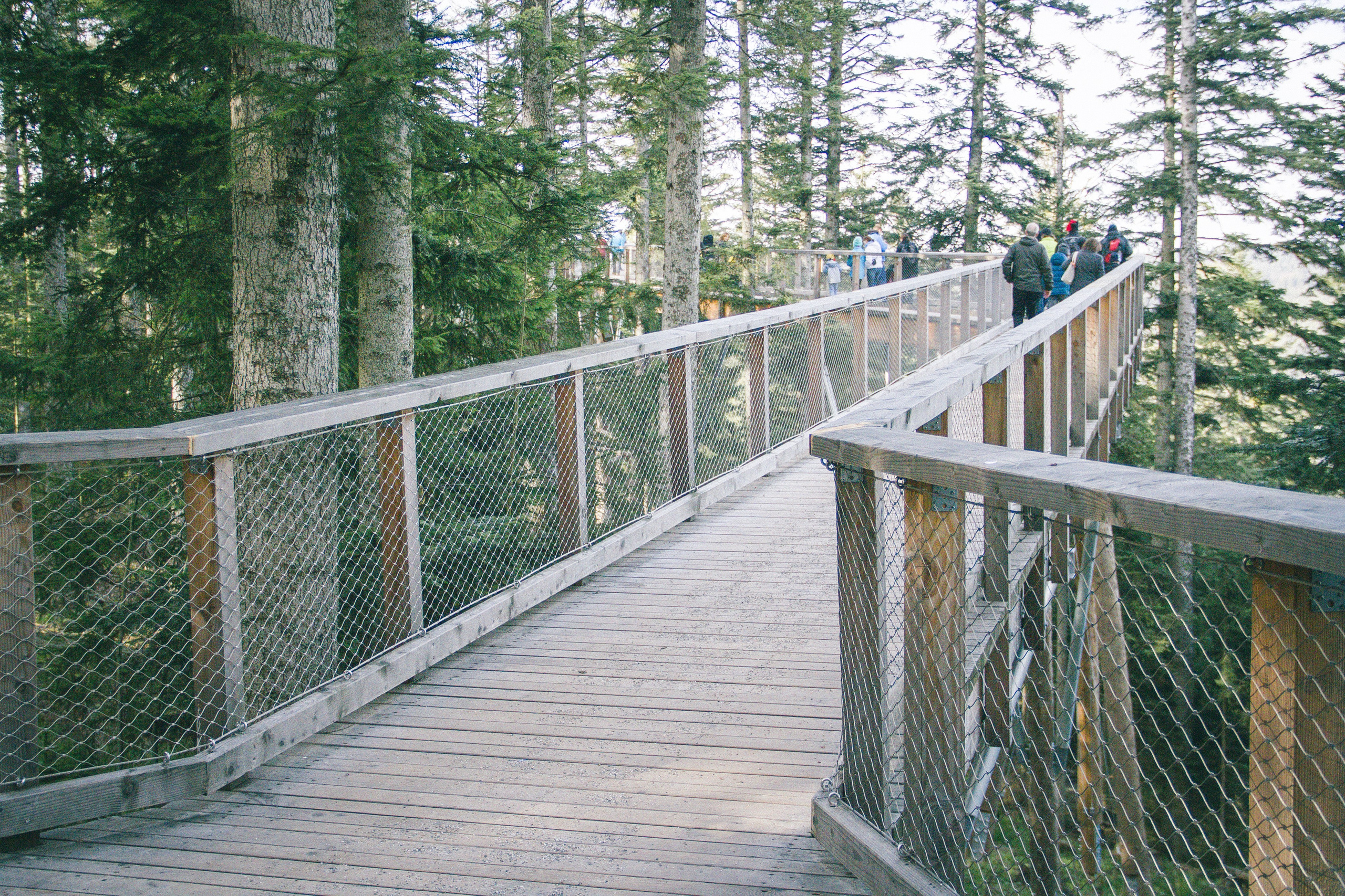 Baumwipfelpfad in Bad Wildbad. Maria Chistyakovа — Fotografin in Karlsruhe, Baden-Baden und Umgebung