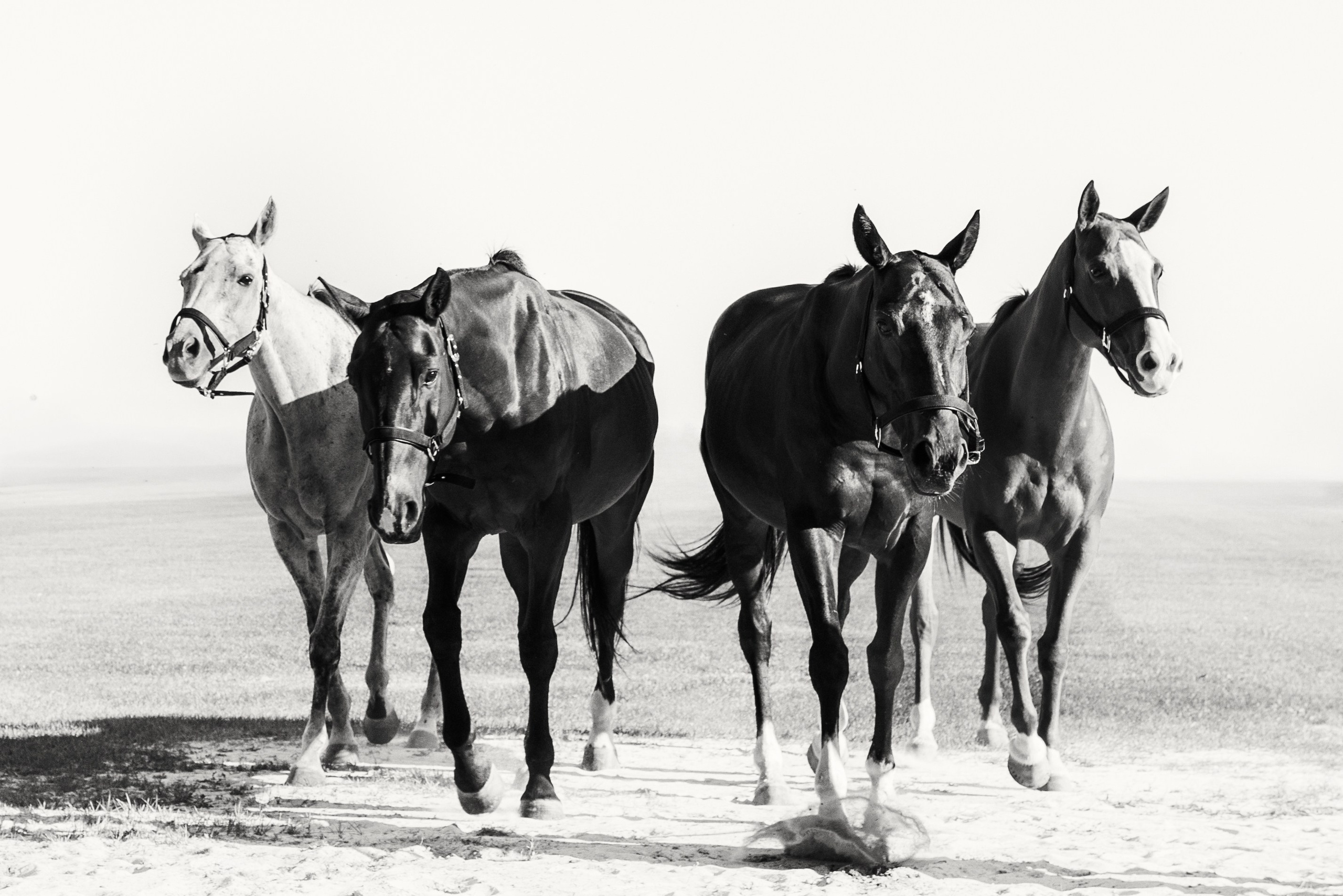 Portfolio de photographie équestre | Chevaux en France