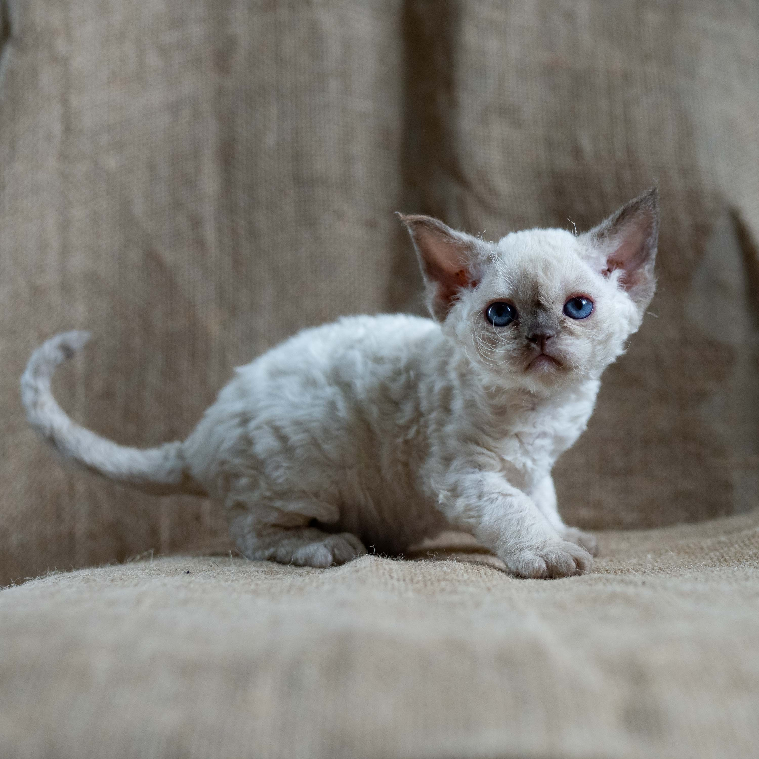 Luna, girl, born 12.20.2025. Devon Rex Pixie Cattery