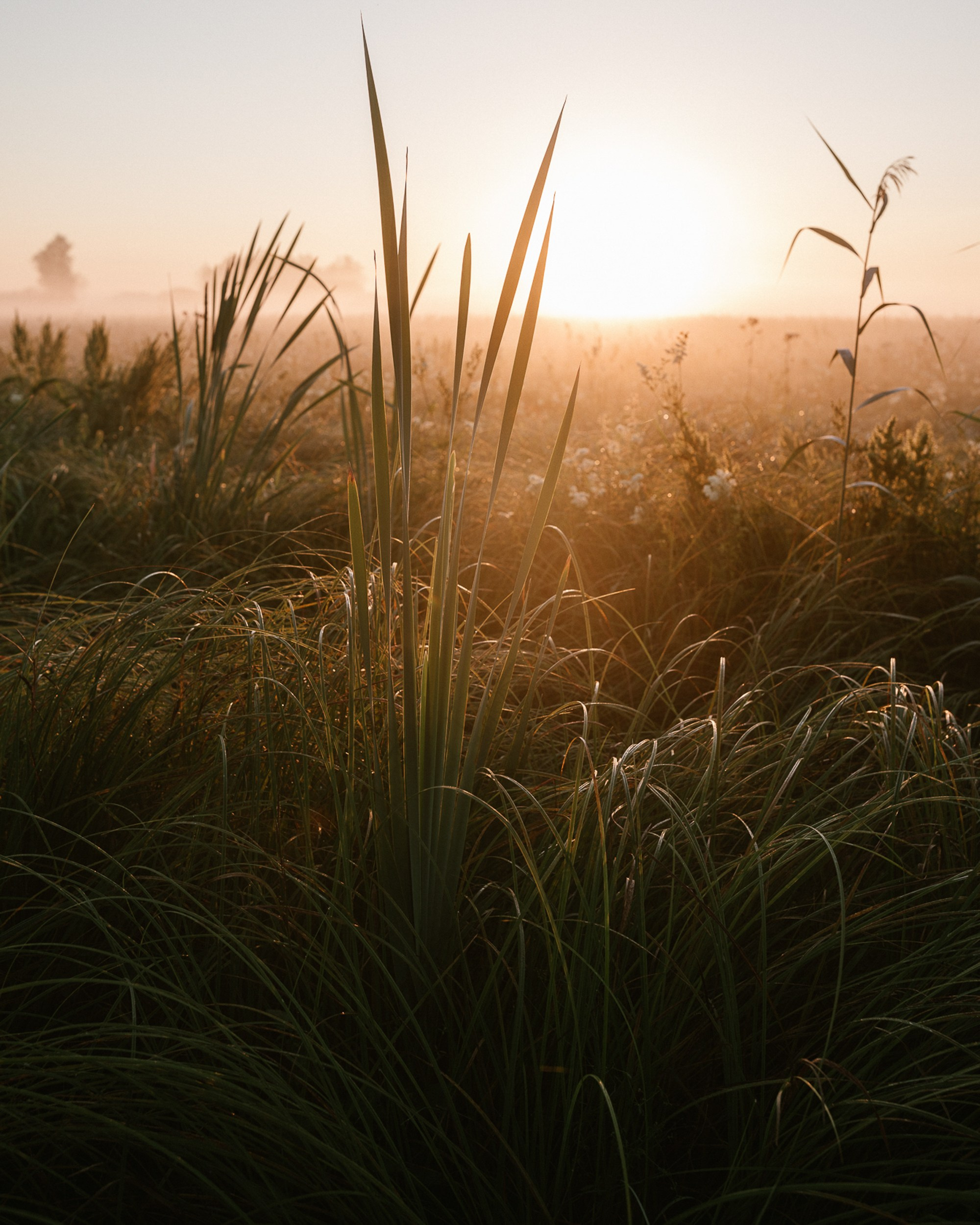 Morgenportraits im Nebel | Federseesteg Sonnenaufgang Fotografie. Hochzeitsfotograf Bodensee & Allgäu | Liliana Berkut