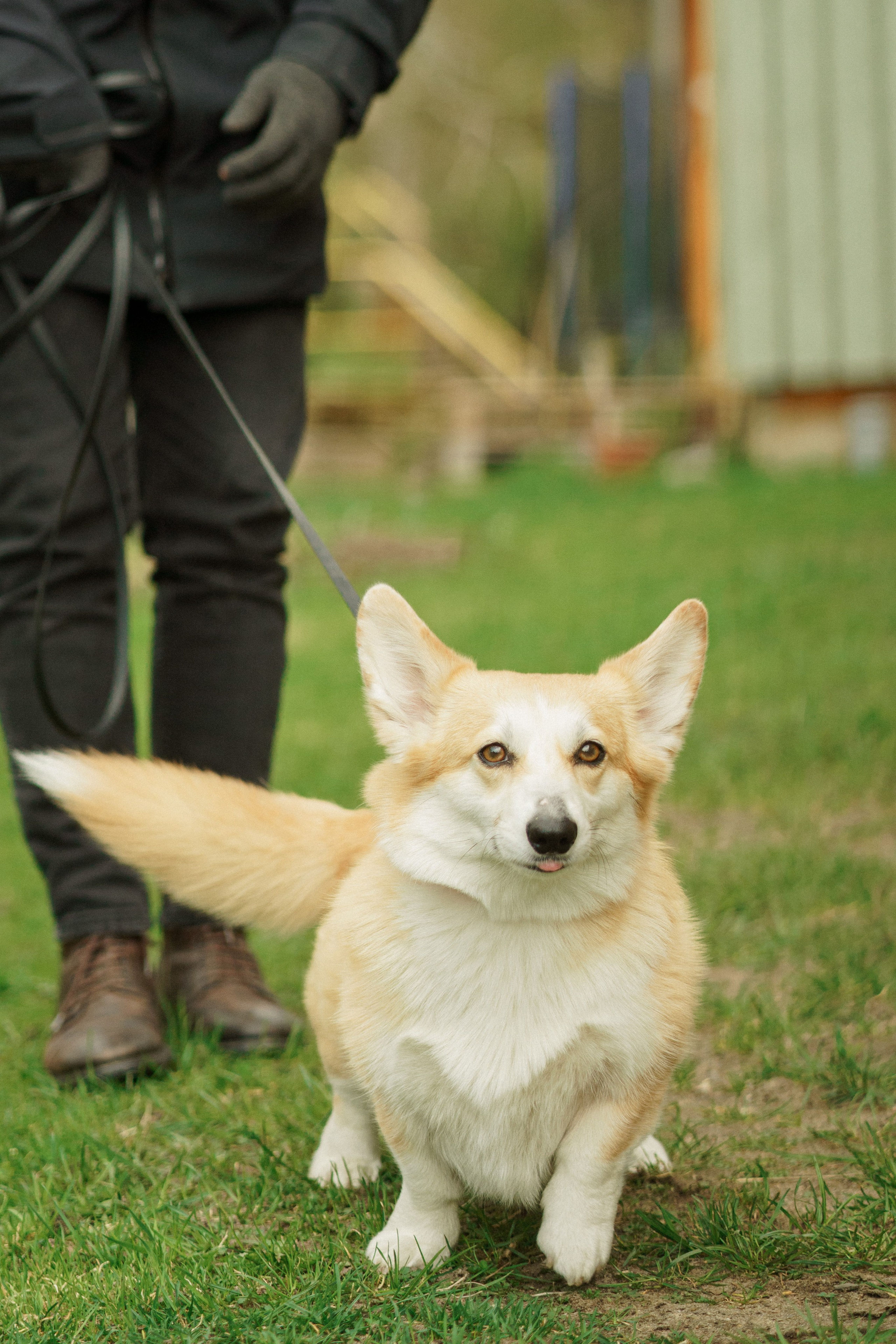 Herding Days, 26 apr. 2025. Kat Laisaar — Pet photographer in Tallinn