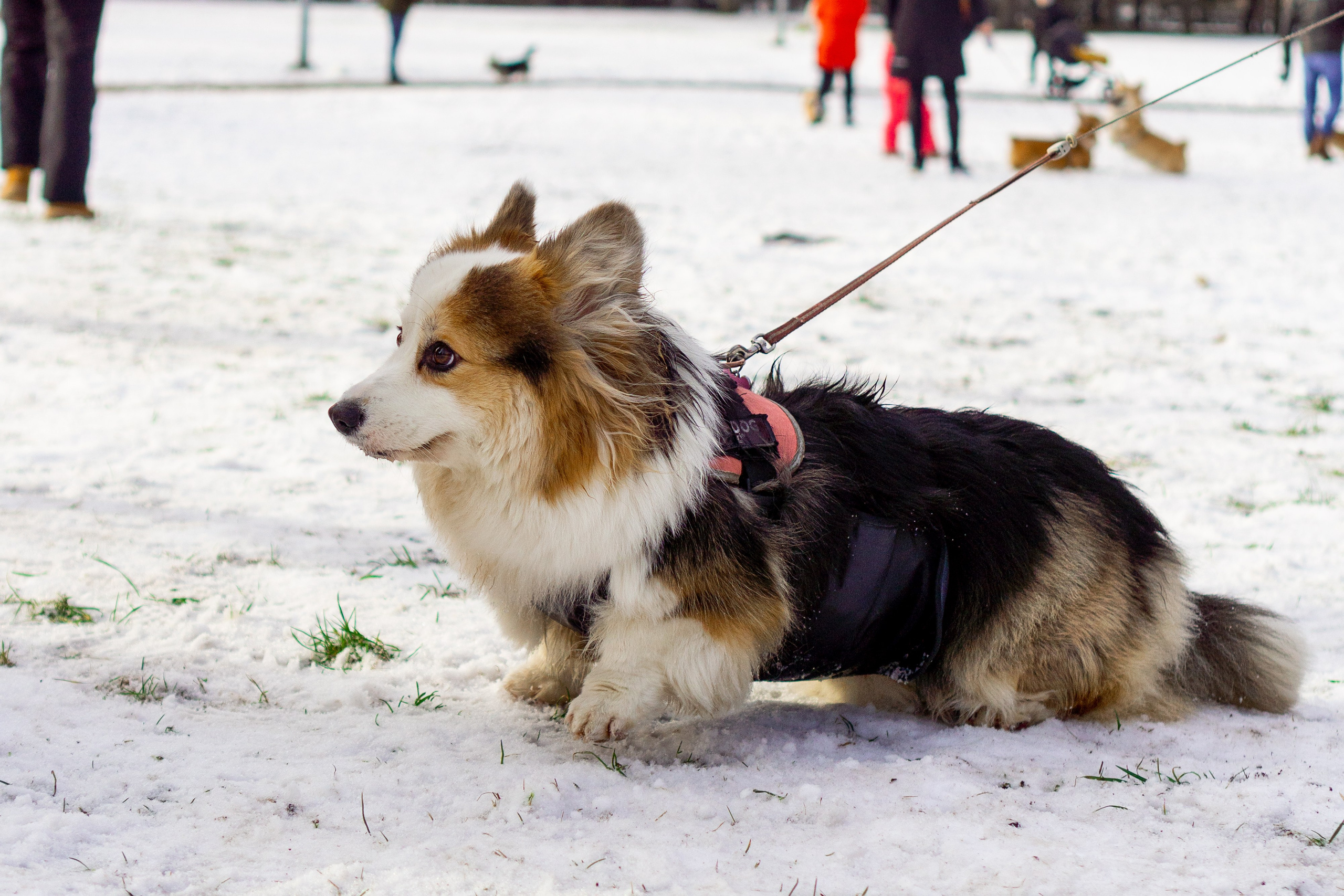 Corgi party, 23 feb. 2025. Kat Laisaar — Pet photographer in Tallinn