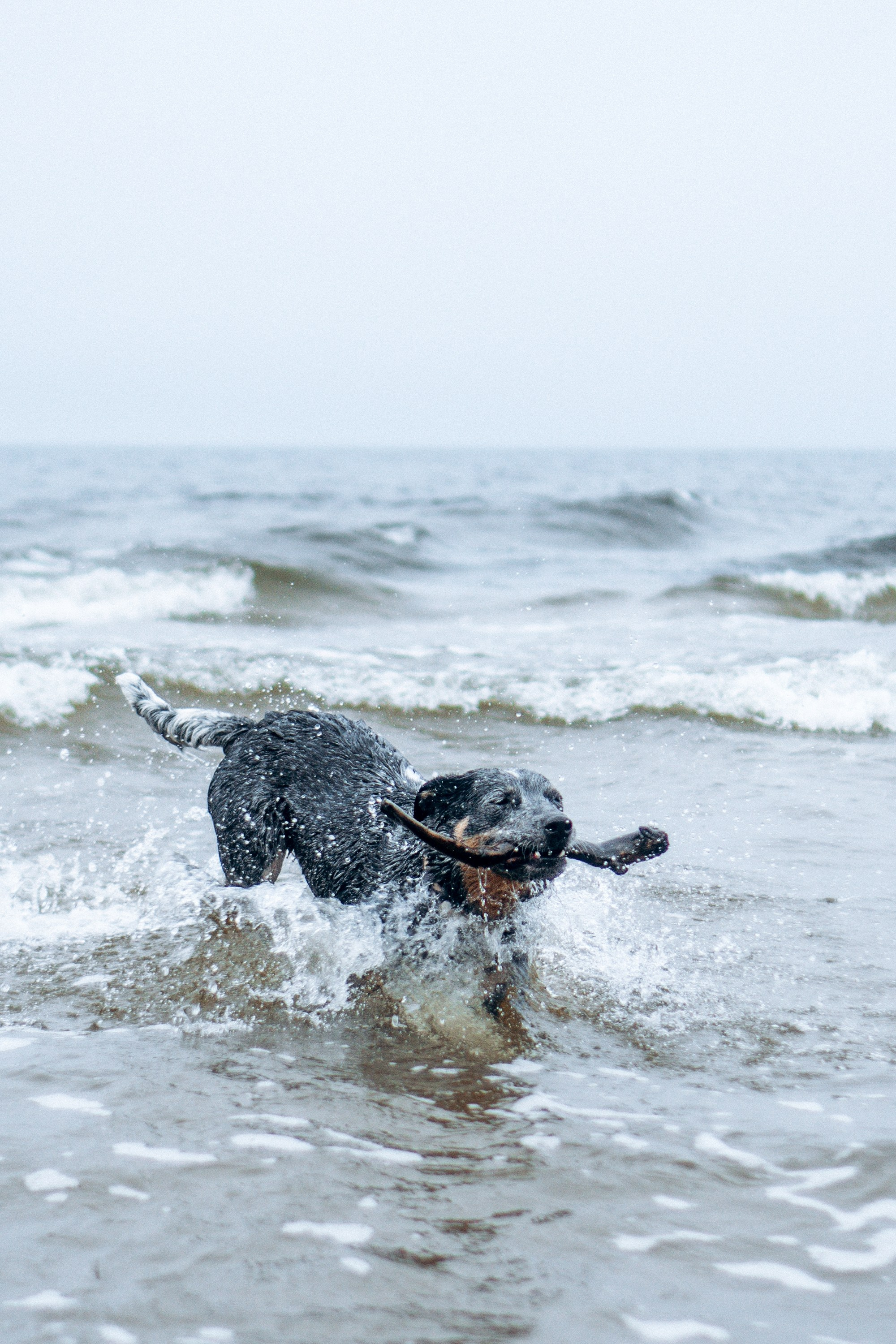 Polina and her Dakota, Australian Cattle Dog. Kat Laisaar — Pet photographer in Tallinn