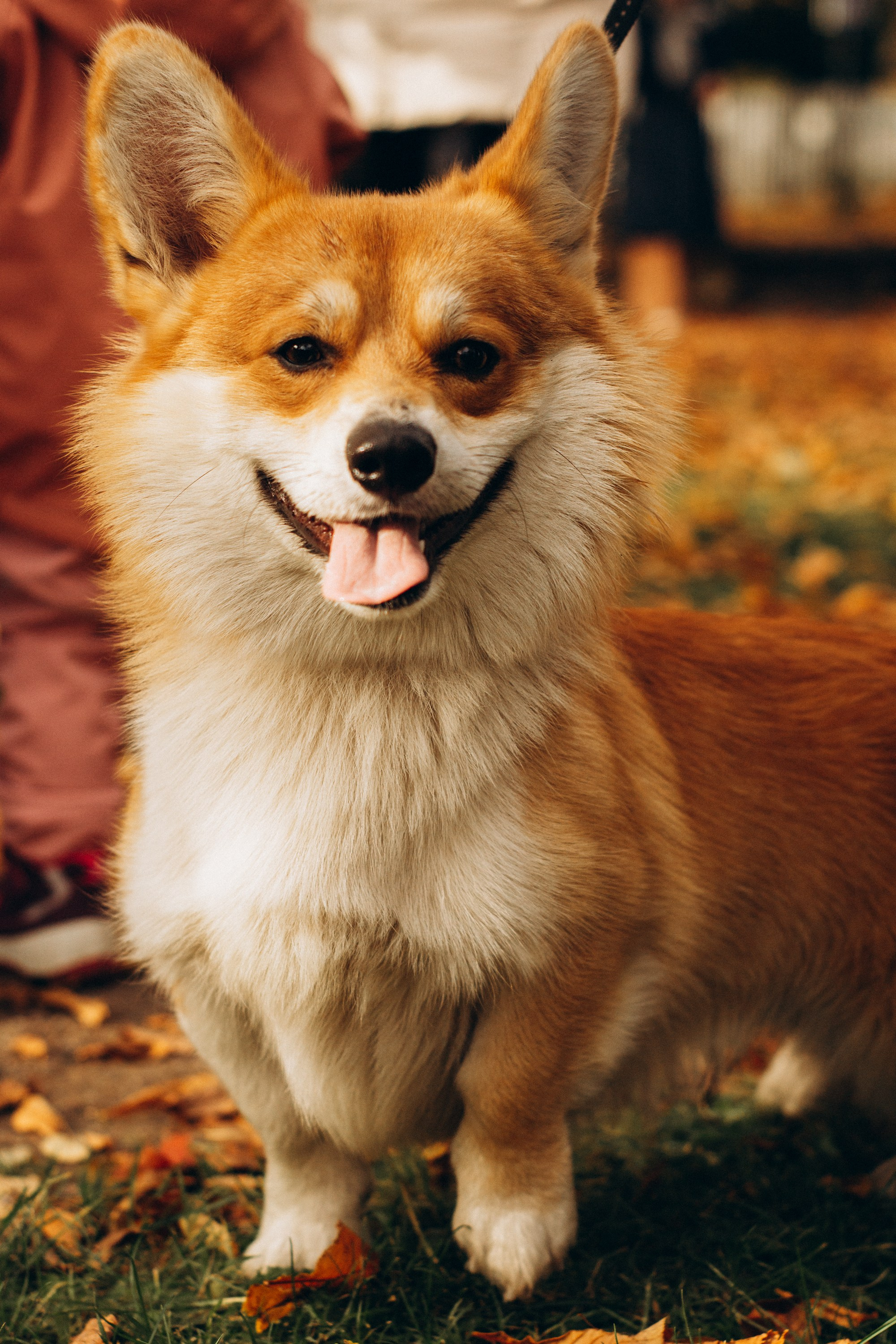 Corgi party, october. Kat Laisaar — Pet photographer in Tallinn